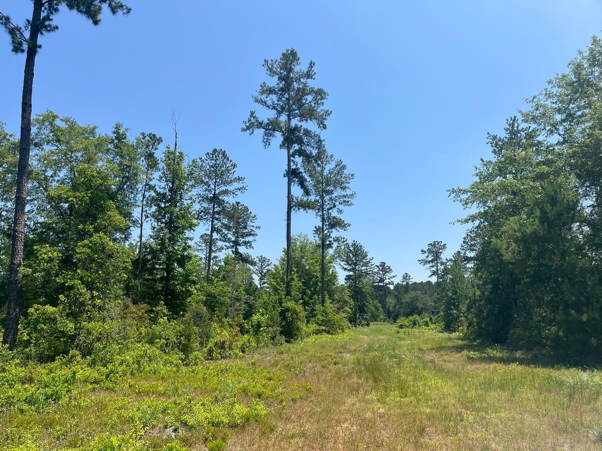 Guyton, Effingham County, GA Recreational Property, Hunting Property for sale Property ID