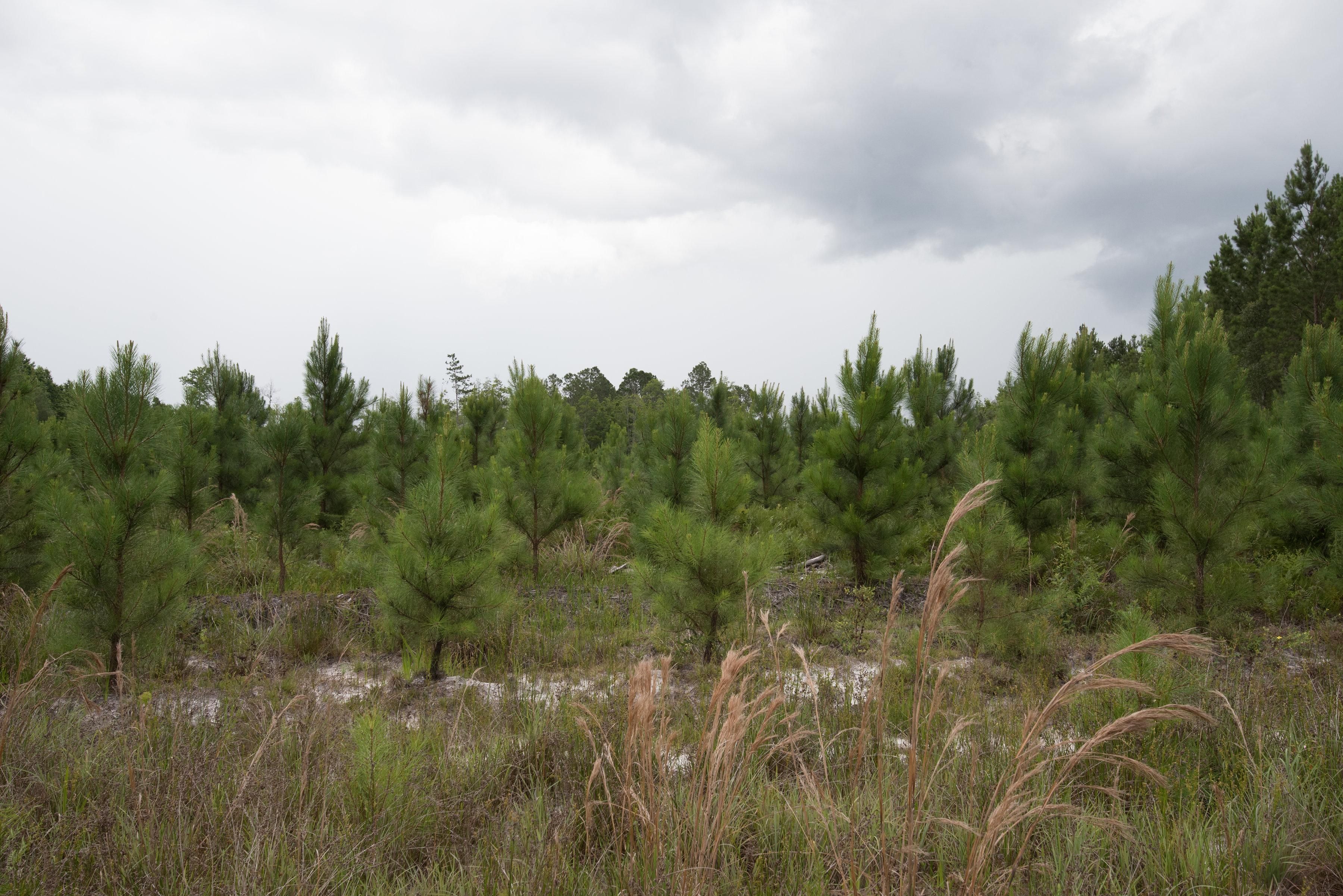 Nashville, Berrien County, GA Recreational Property, Timberland