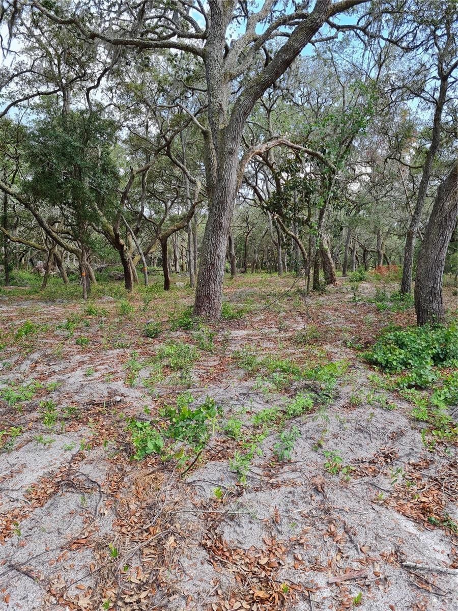 Spring Hill, Pasco County, FL Undeveloped Land, Homesites for sale