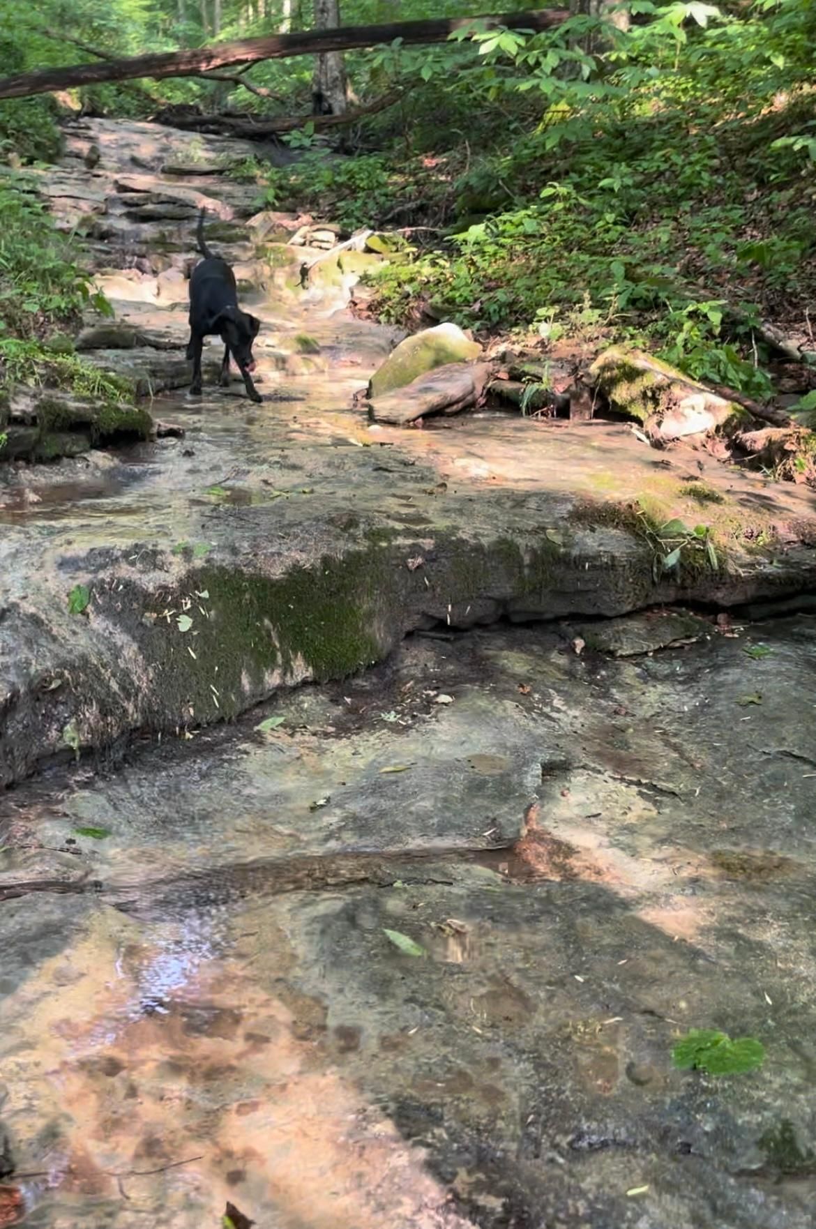 Ashland City, Cheatham County, TN Undeveloped Land, Hunting Property