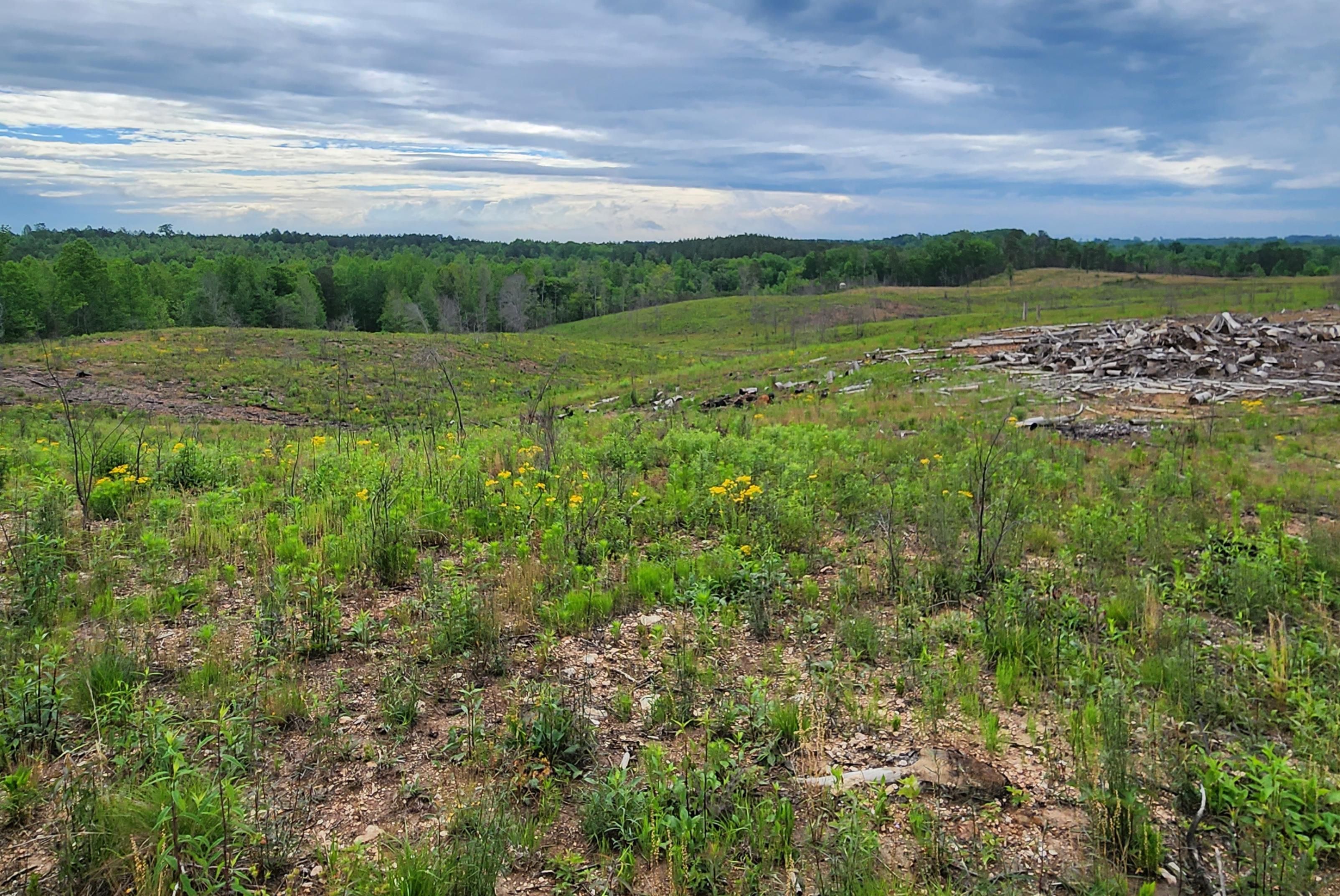 31.79 acres in Fruithurst, AL, 36262 LandWatch