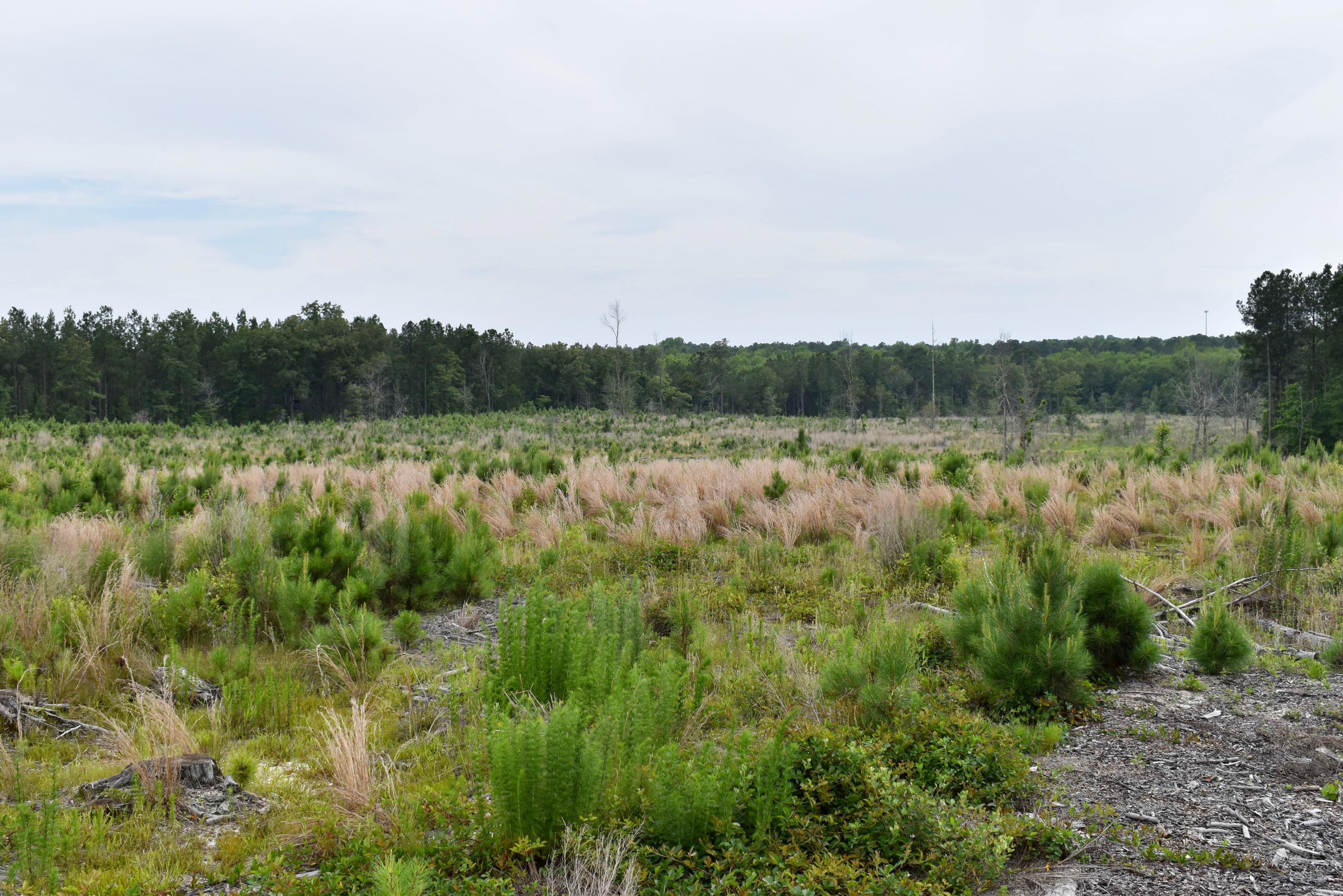 79 acres in Bethune, SC, 29009 LandWatch