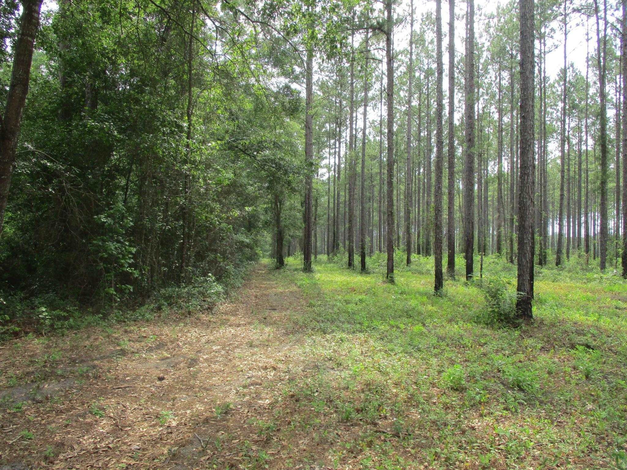 Monticello, Jefferson County, FL Undeveloped Land for sale Property ID 413750811 LandWatch