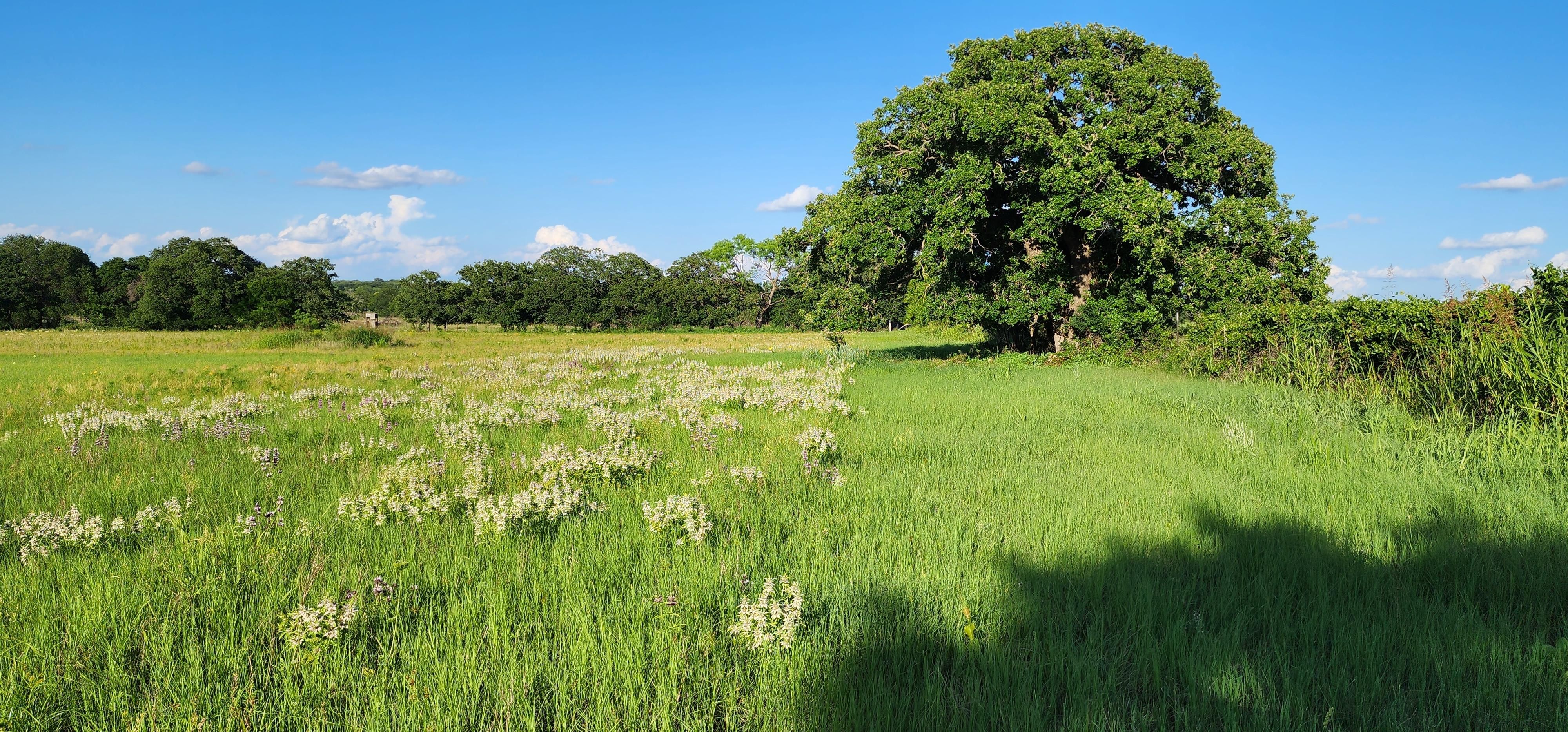 Early, Brown County, TX Undeveloped Land, Horse Property for sale