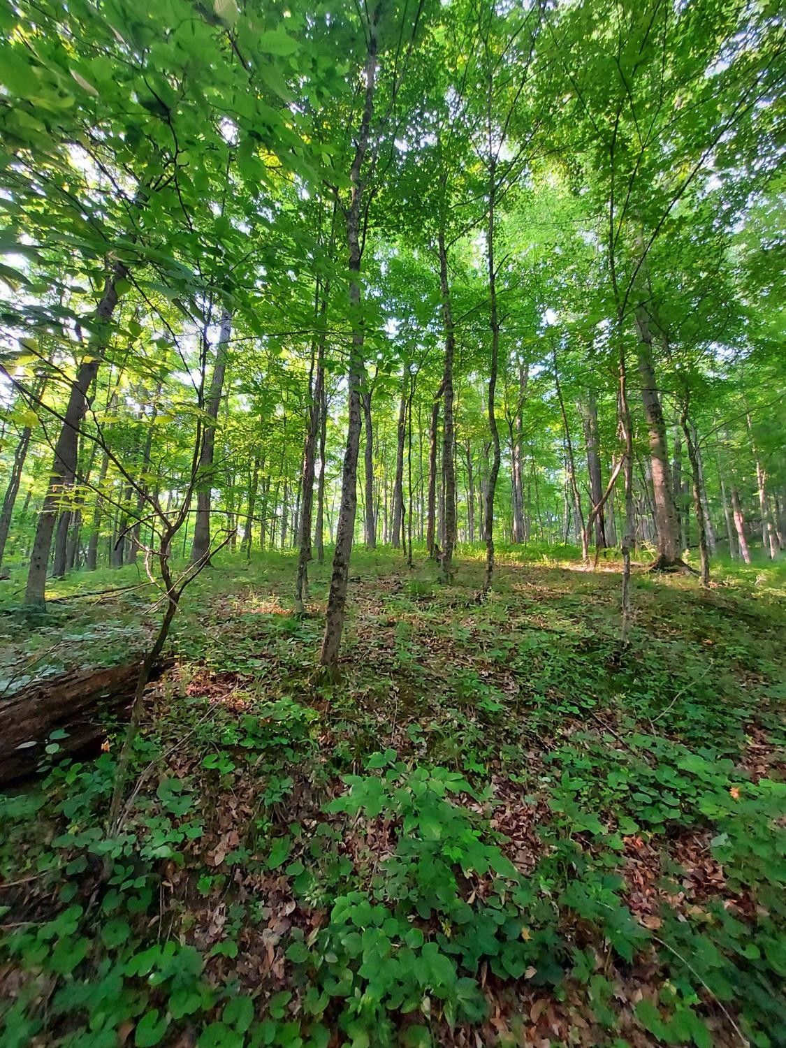 Dillsboro, Ripley County, IN Farms and Ranches for sale Property ID