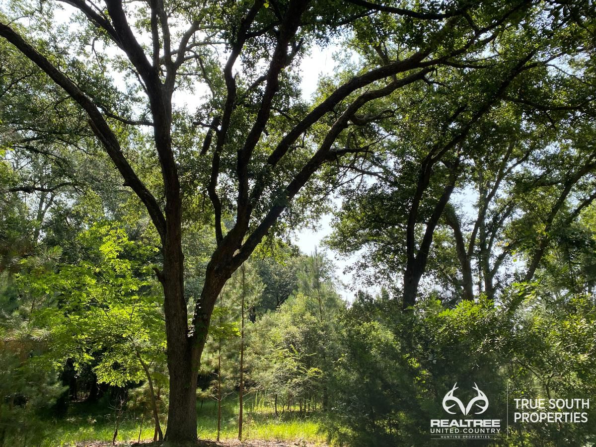 TBD Highway 63, Varnville, SC 29944 LandWatch