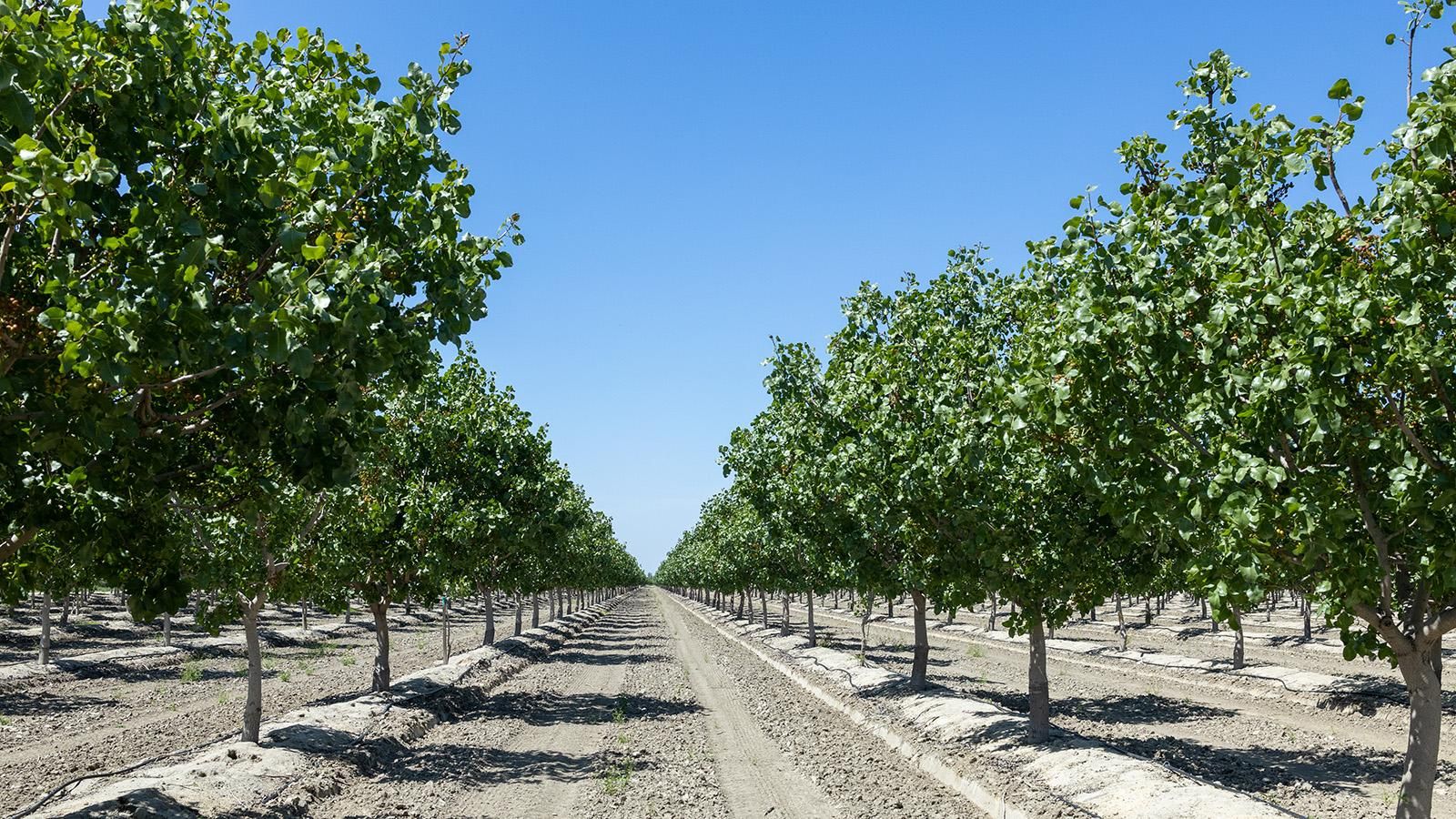 Alpaugh, Tulare County, CA Farms and Ranches, Undeveloped Land for sale