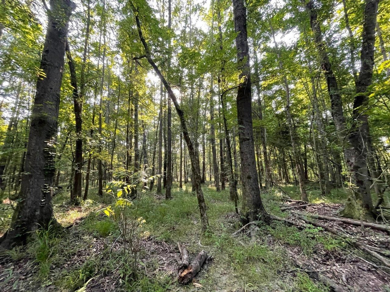 94 acres in Tuskegee, AL, 36083 LandWatch