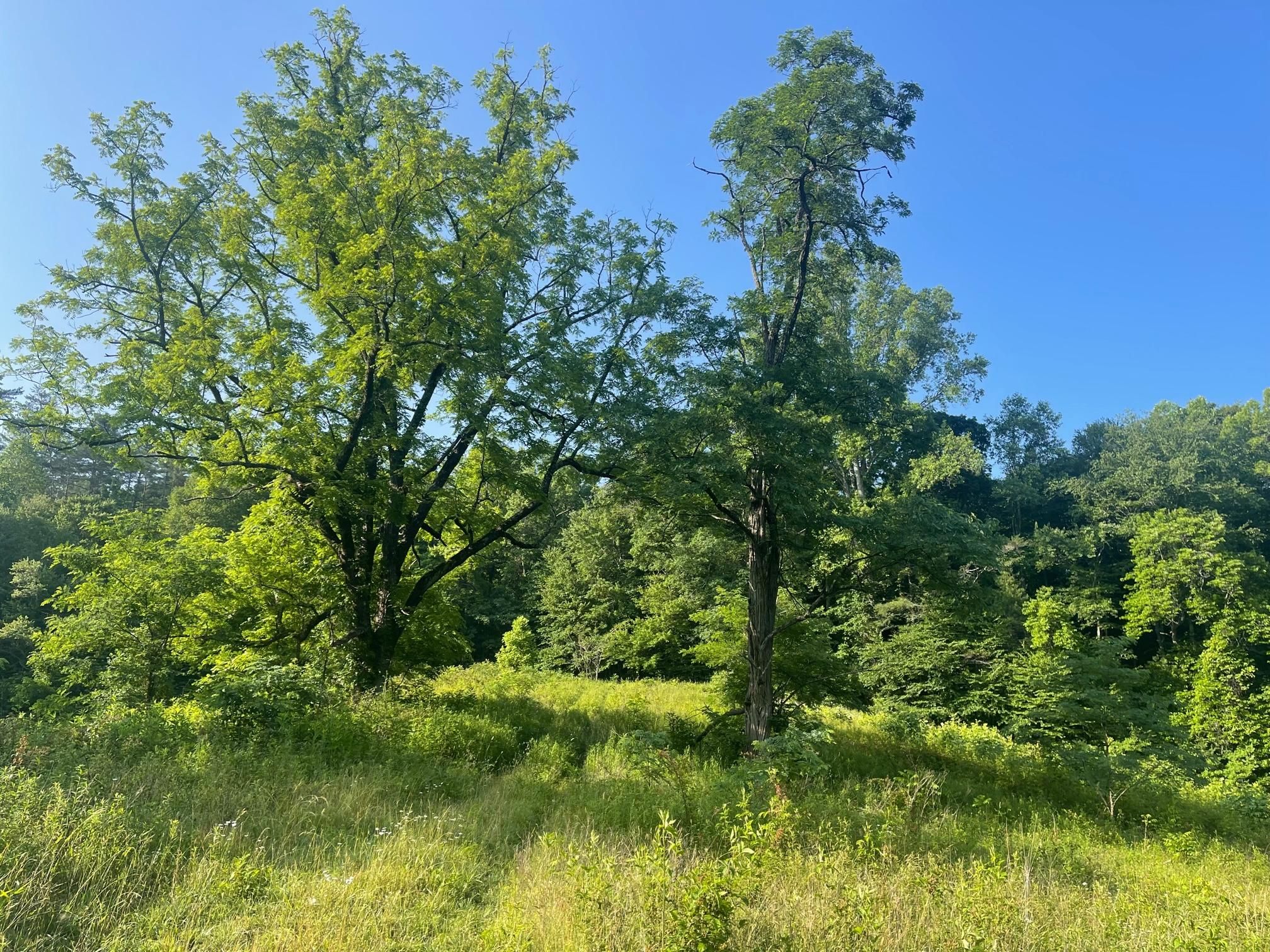 Candy Mountain Raod, Murphy, NC 28906 LandWatch