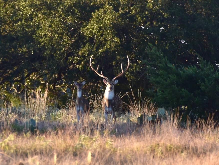 Brady, McCulloch County, TX Recreational Property, Hunting Property for
