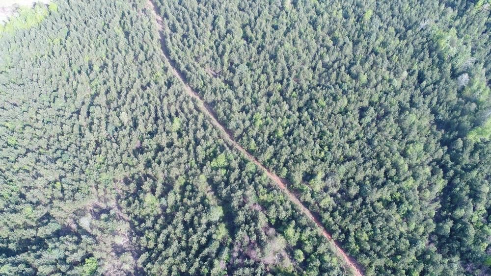 Butler County, AL Timberland Property, Commercial Property