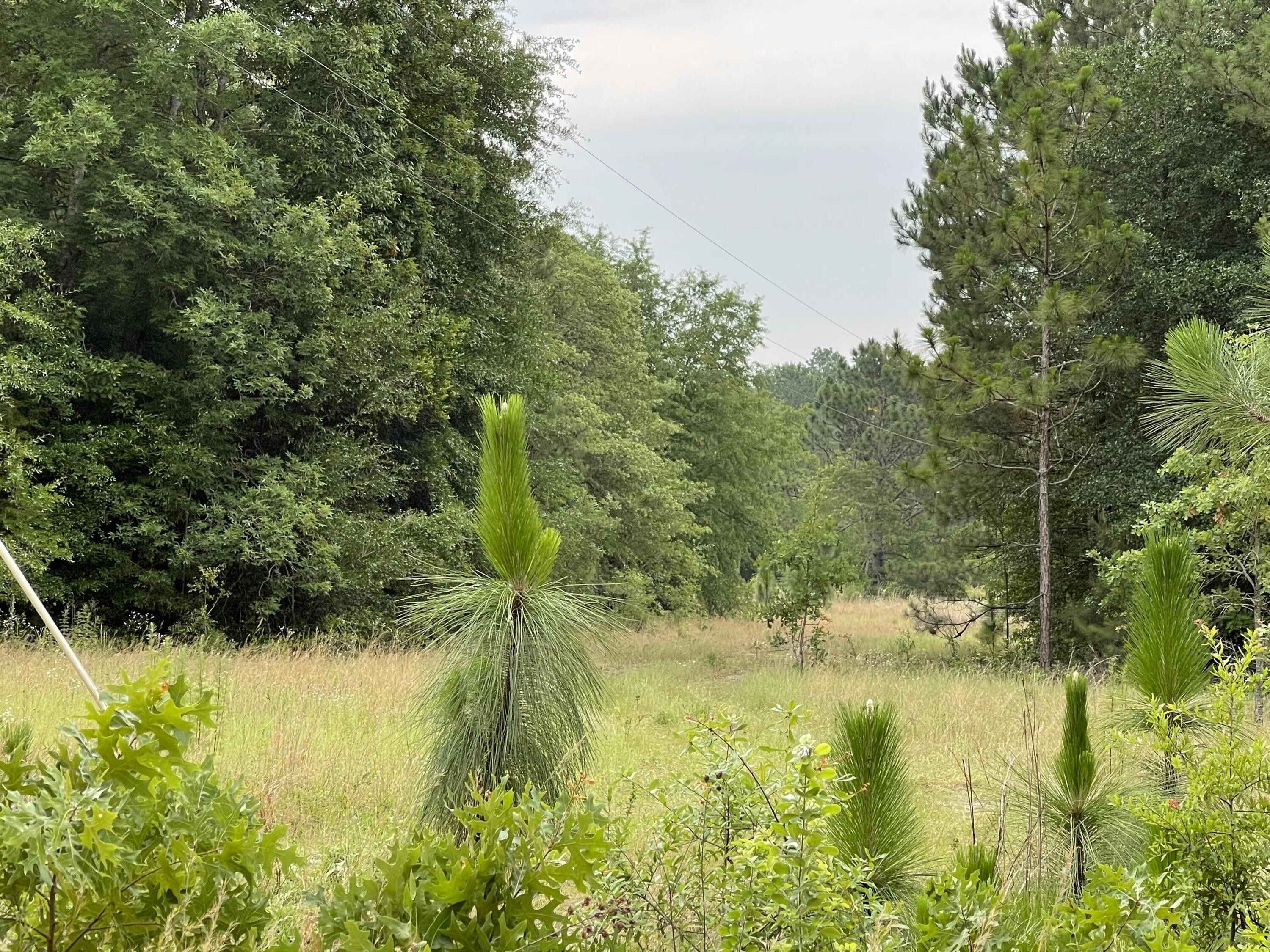 Springfield, Aiken County, SC Undeveloped Land for sale Property ID 416525011 LandWatch