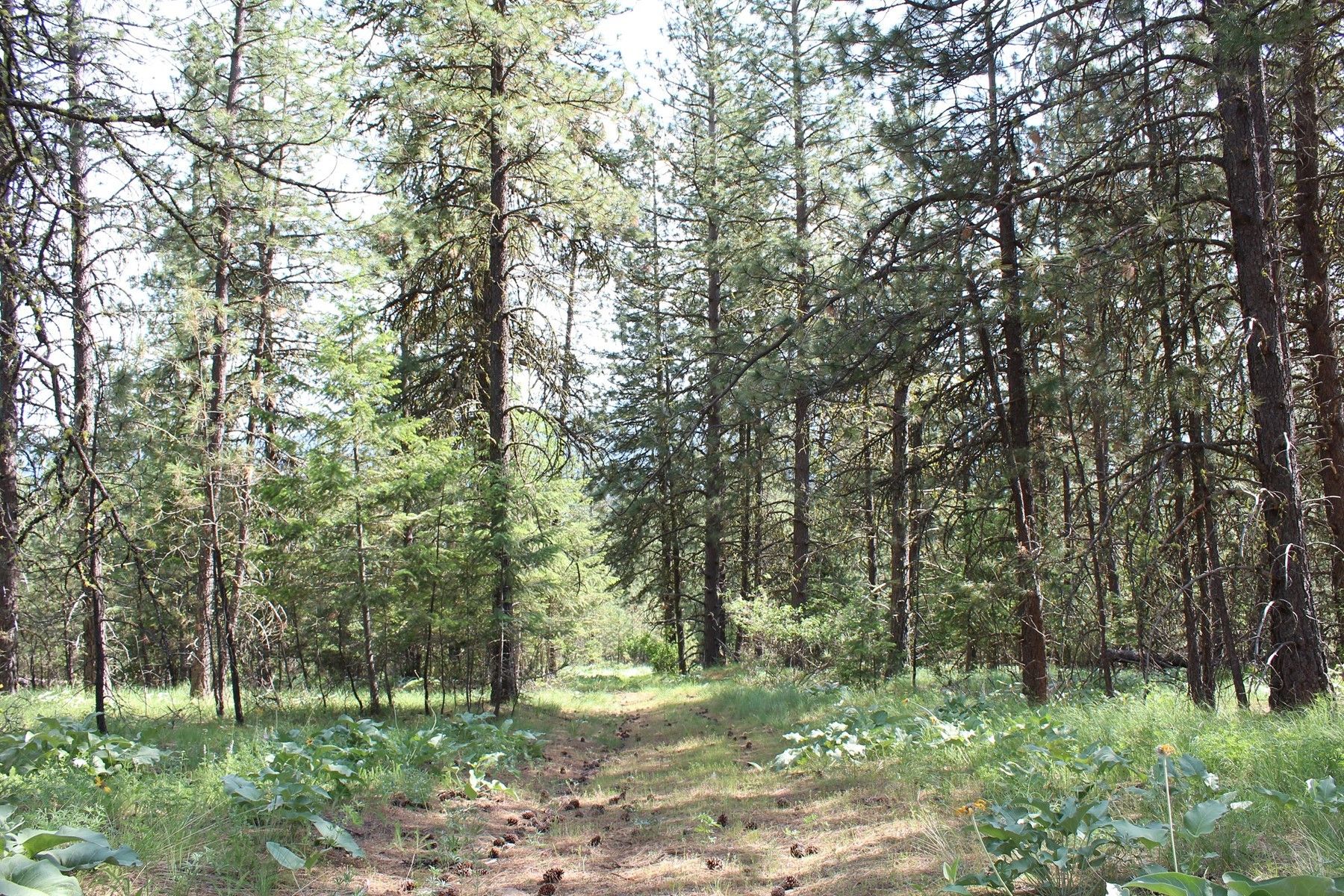 Blanchard, Bonner County, ID Undeveloped Land for sale Property ID