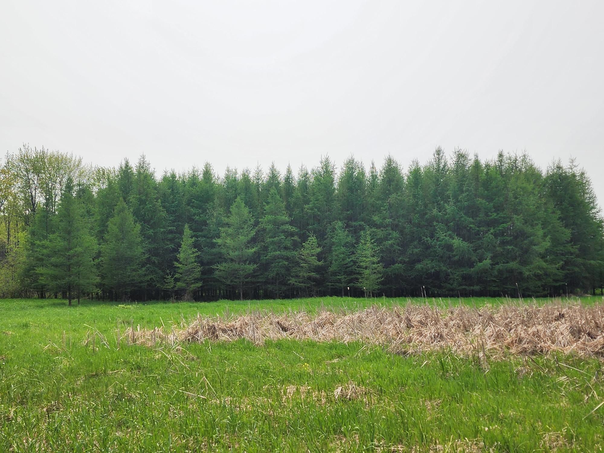 Pittsville, Wood County, WI Recreational Property, Undeveloped Land