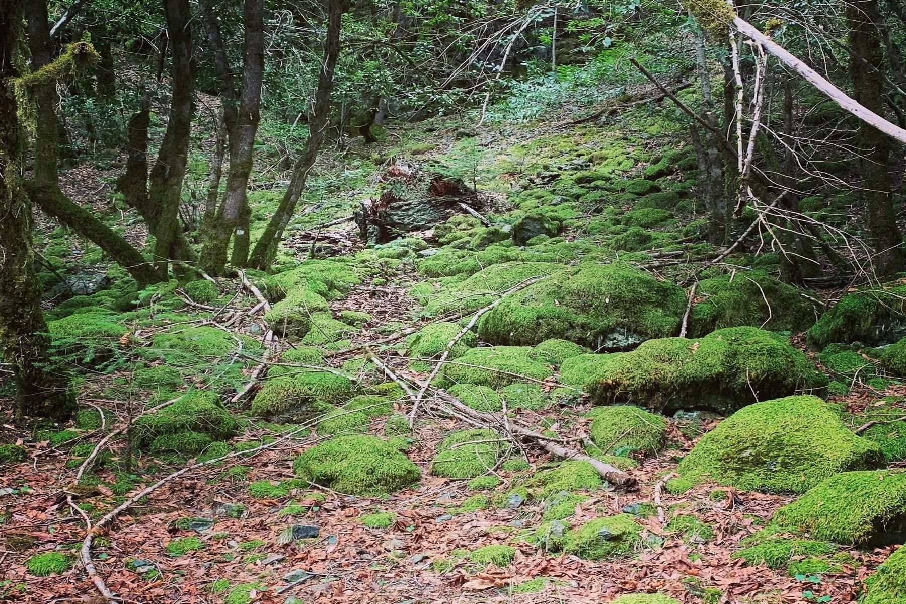 Bridgeville, Humboldt County, CA Undeveloped Land for sale Property ID