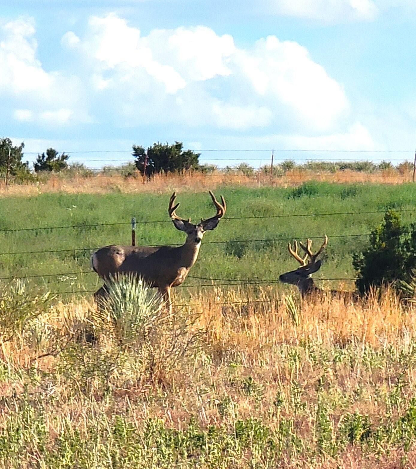 Miami, Roberts County, TX Farms and Ranches for sale Property ID