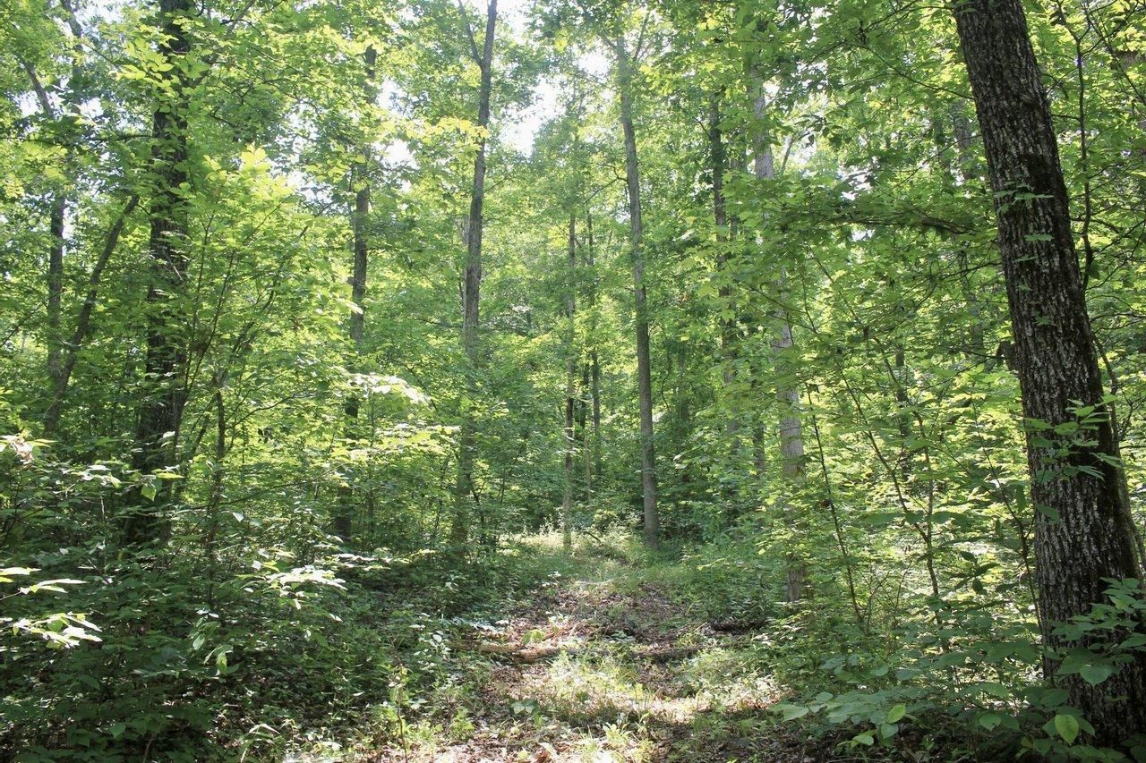 Witter, Madison County, AR Recreational Property, Hunting Property for