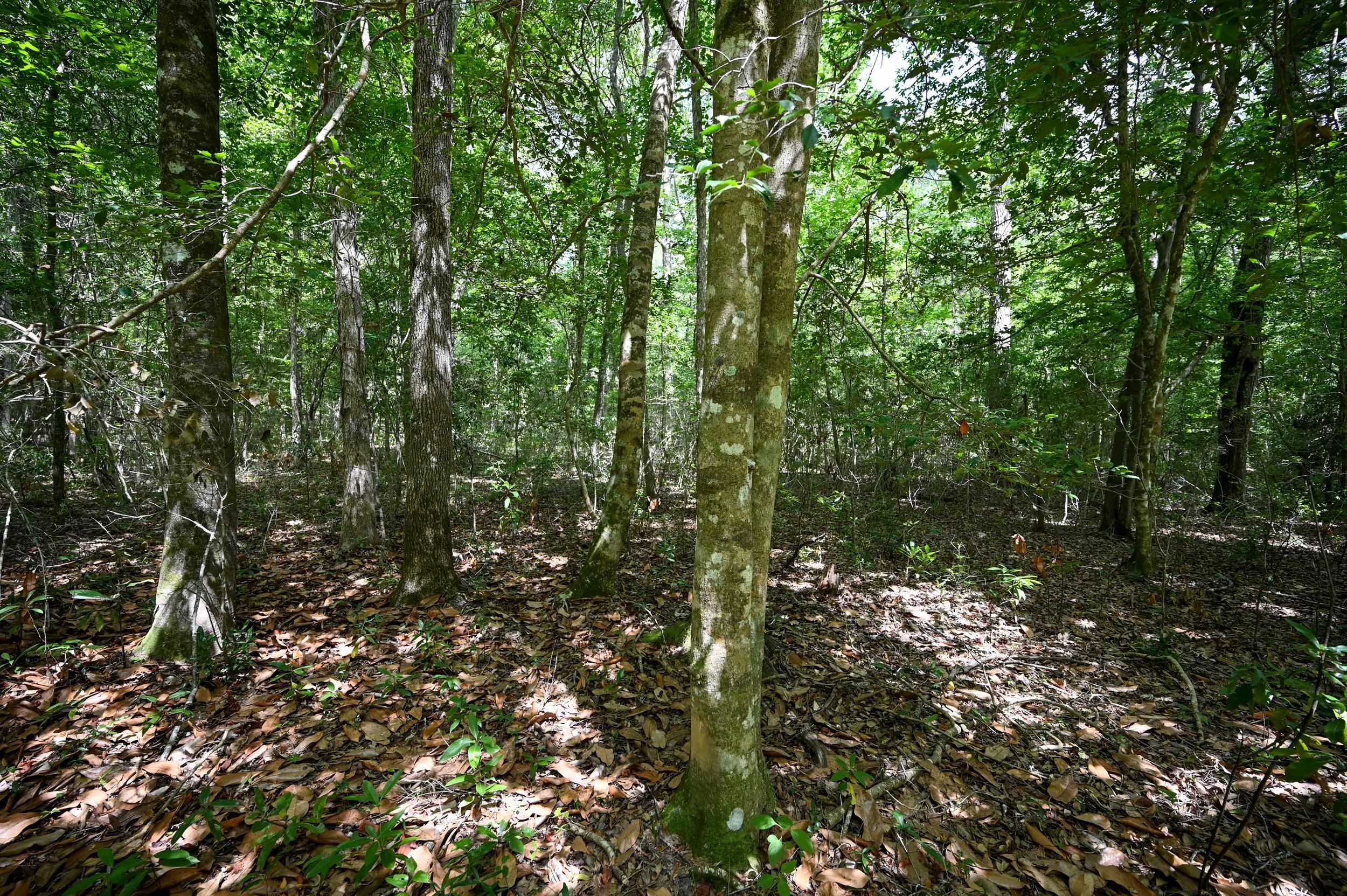 Woodville, Tyler County, TX Recreational Property, Timberland Property