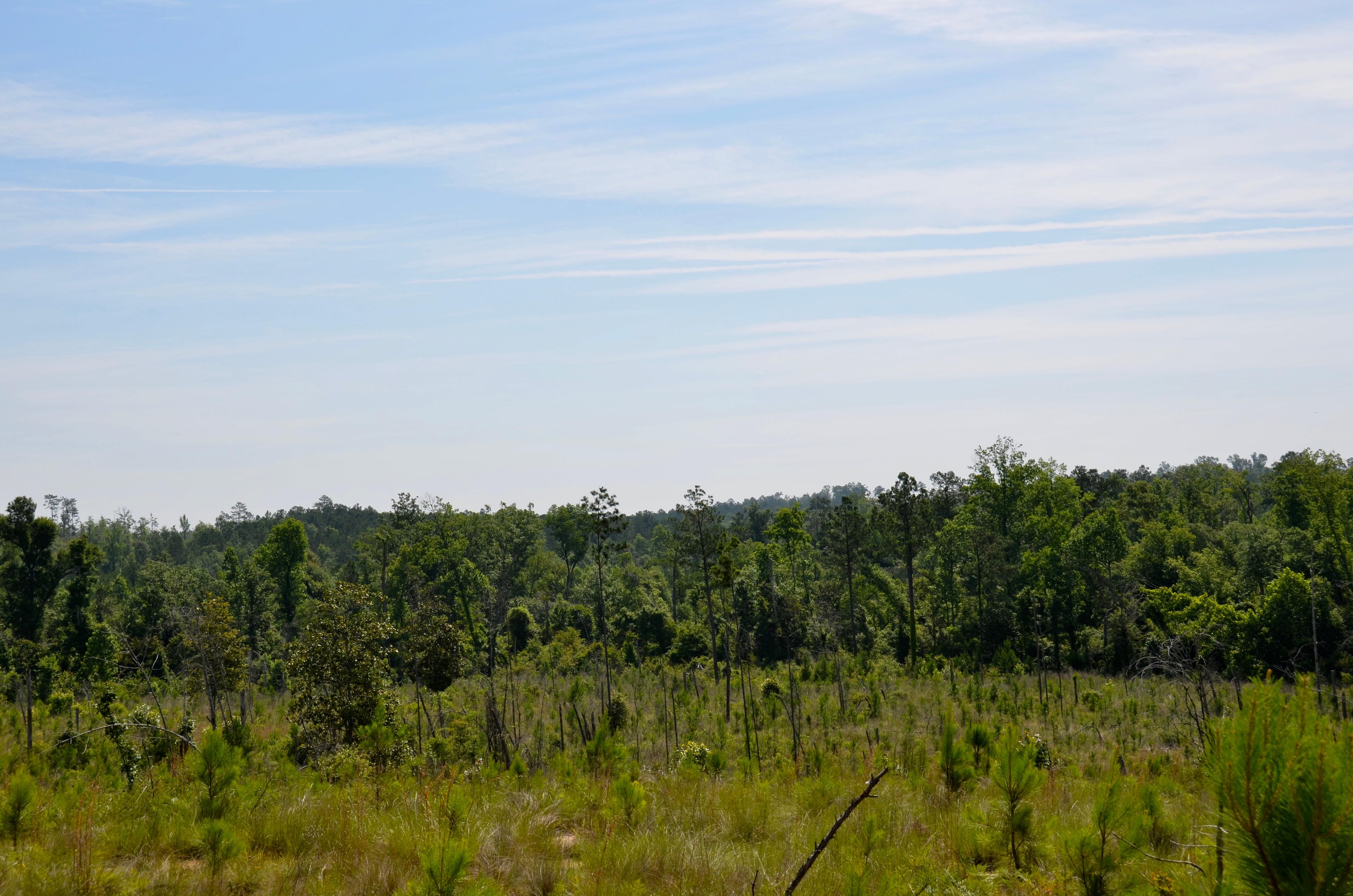 Chattahoochee, Gadsden County, FL Recreational Property, Timberland