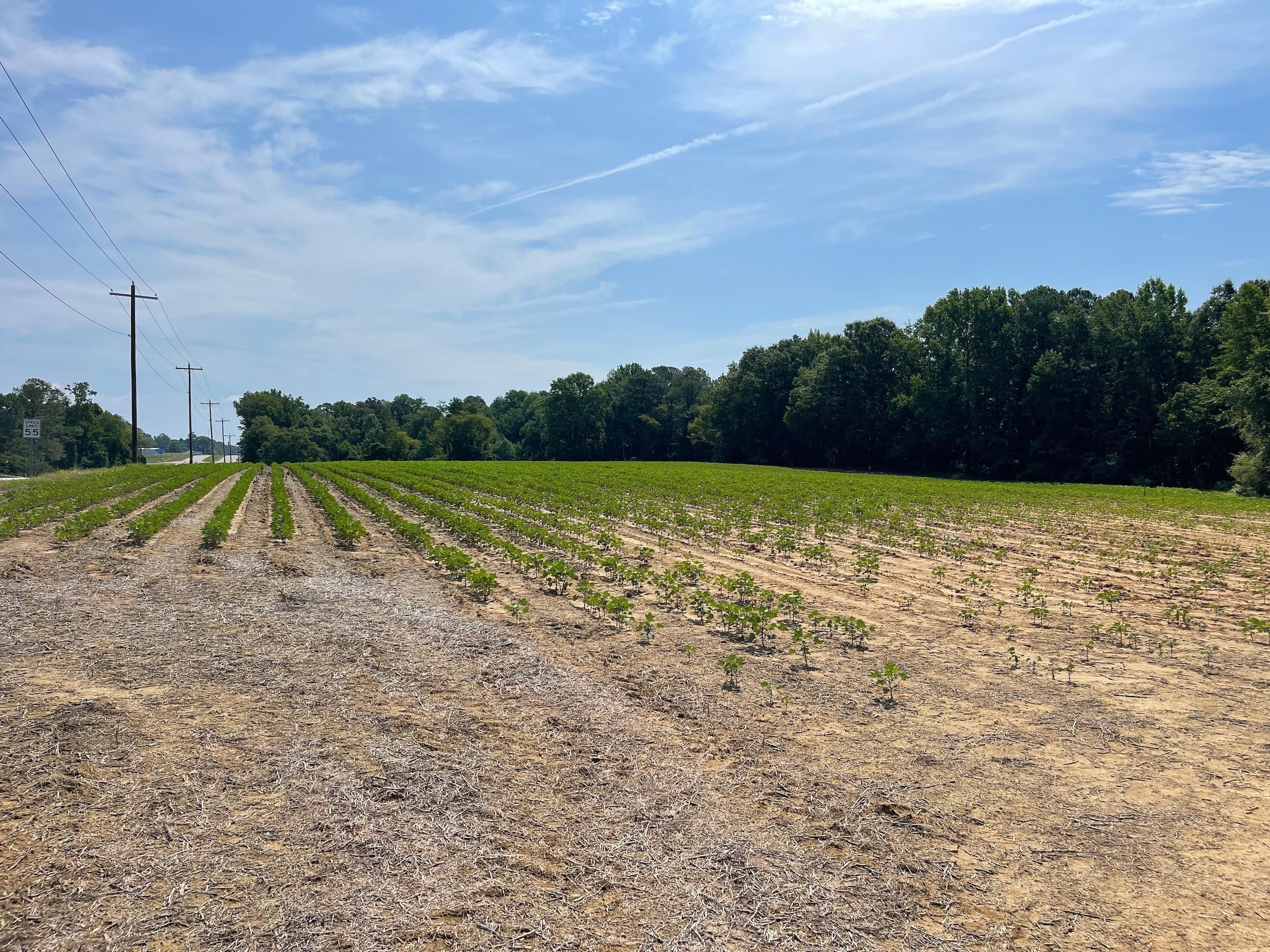 Off Highway 301, Lot WP0001, Lucama, NC 27851 LandWatch