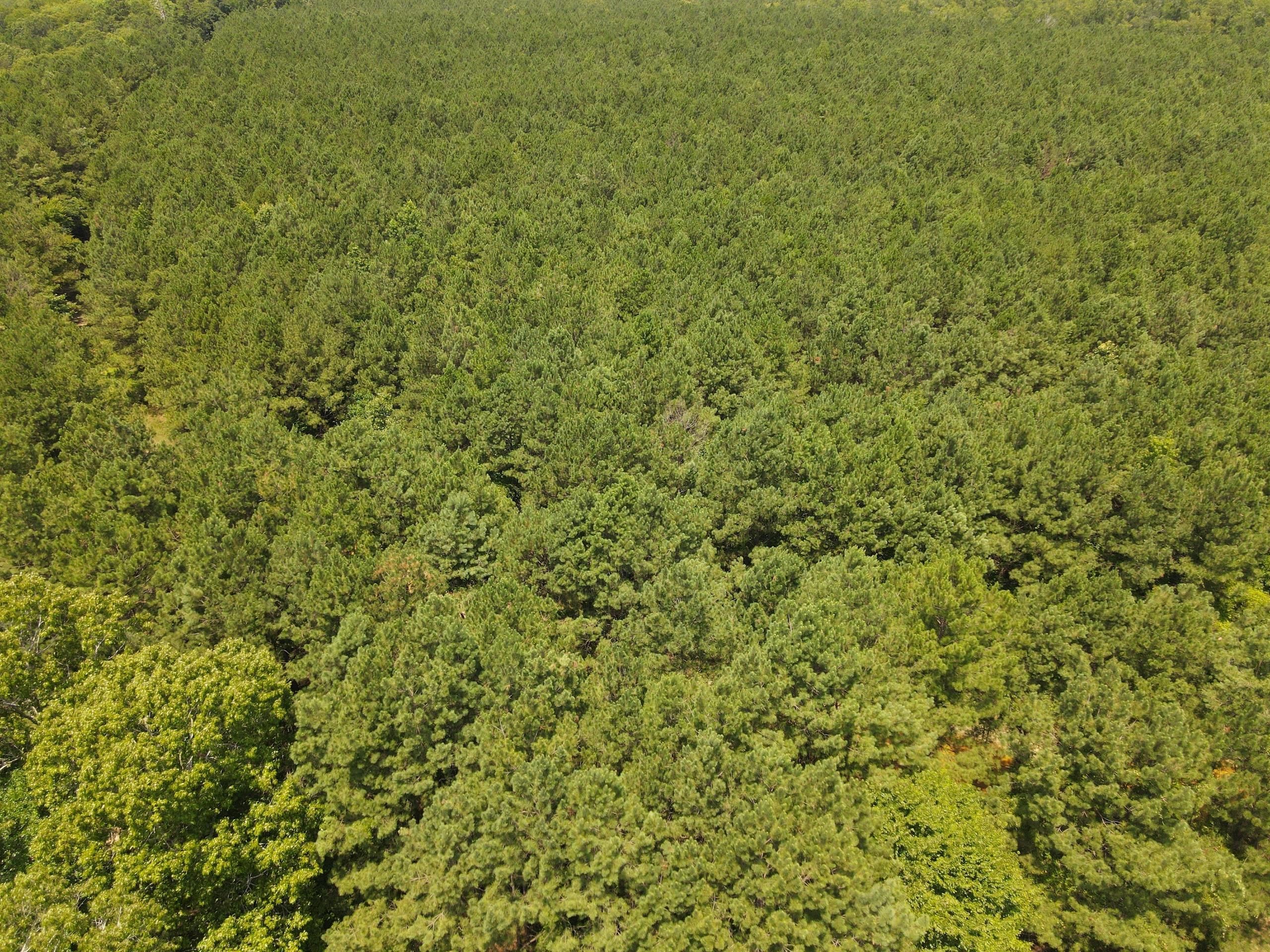 Hampton, Calhoun County, AR Recreational Property, Timberland Property