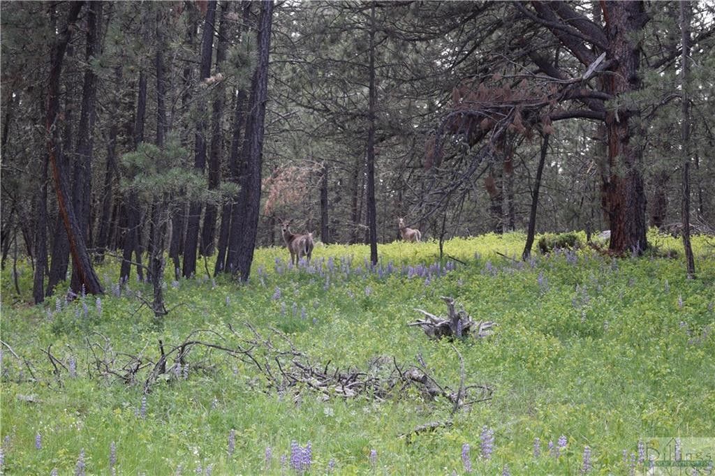 Forest Grove, Fergus County, MT Undeveloped Land for sale Property ID