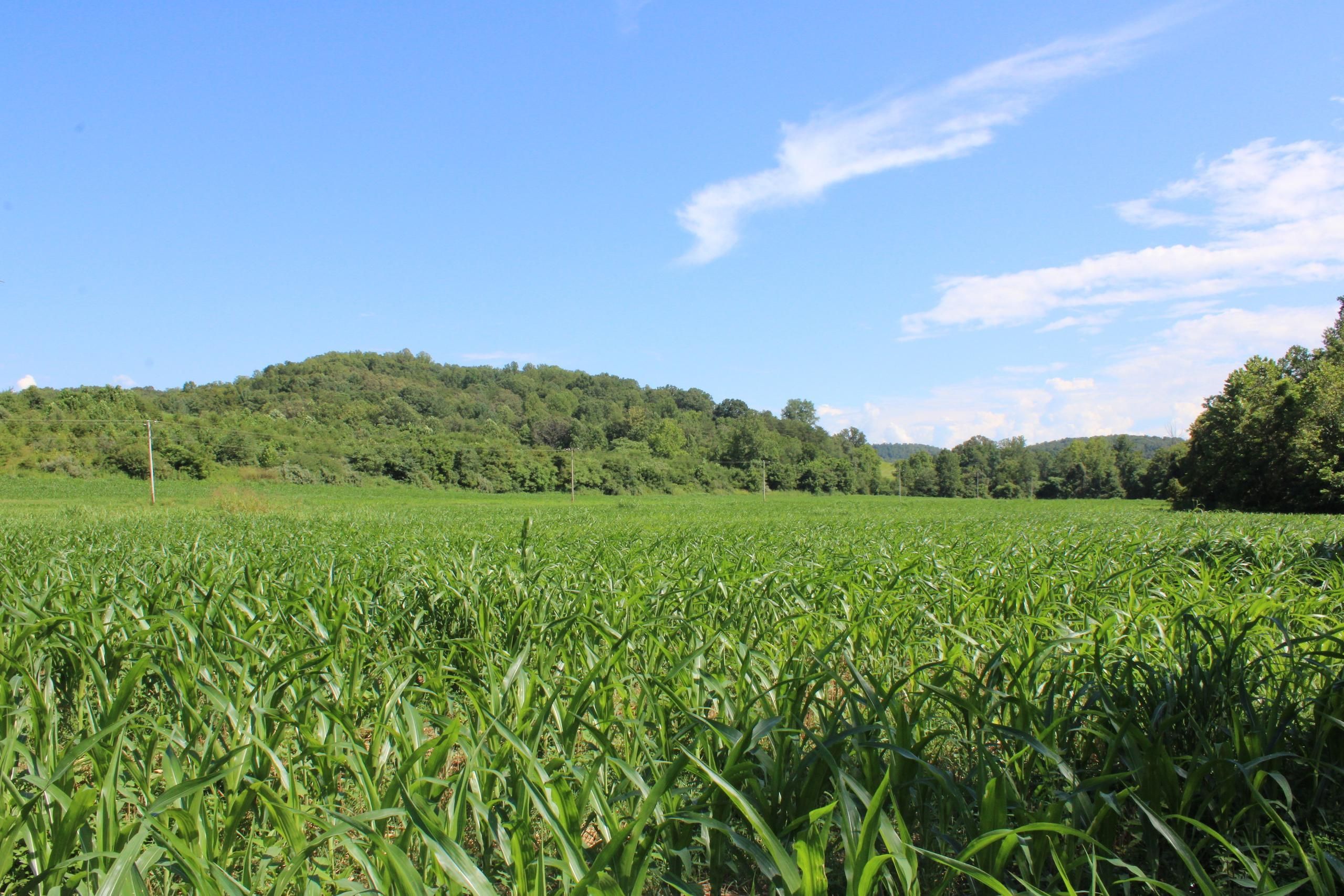 Ferrum, Franklin County, VA Recreational Property, Timberland Property