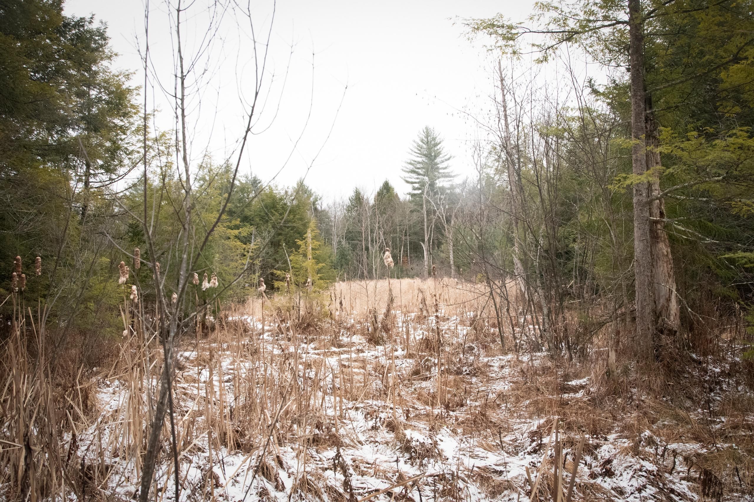 Williamstown, Oswego County, NY Recreational Property, Timberland