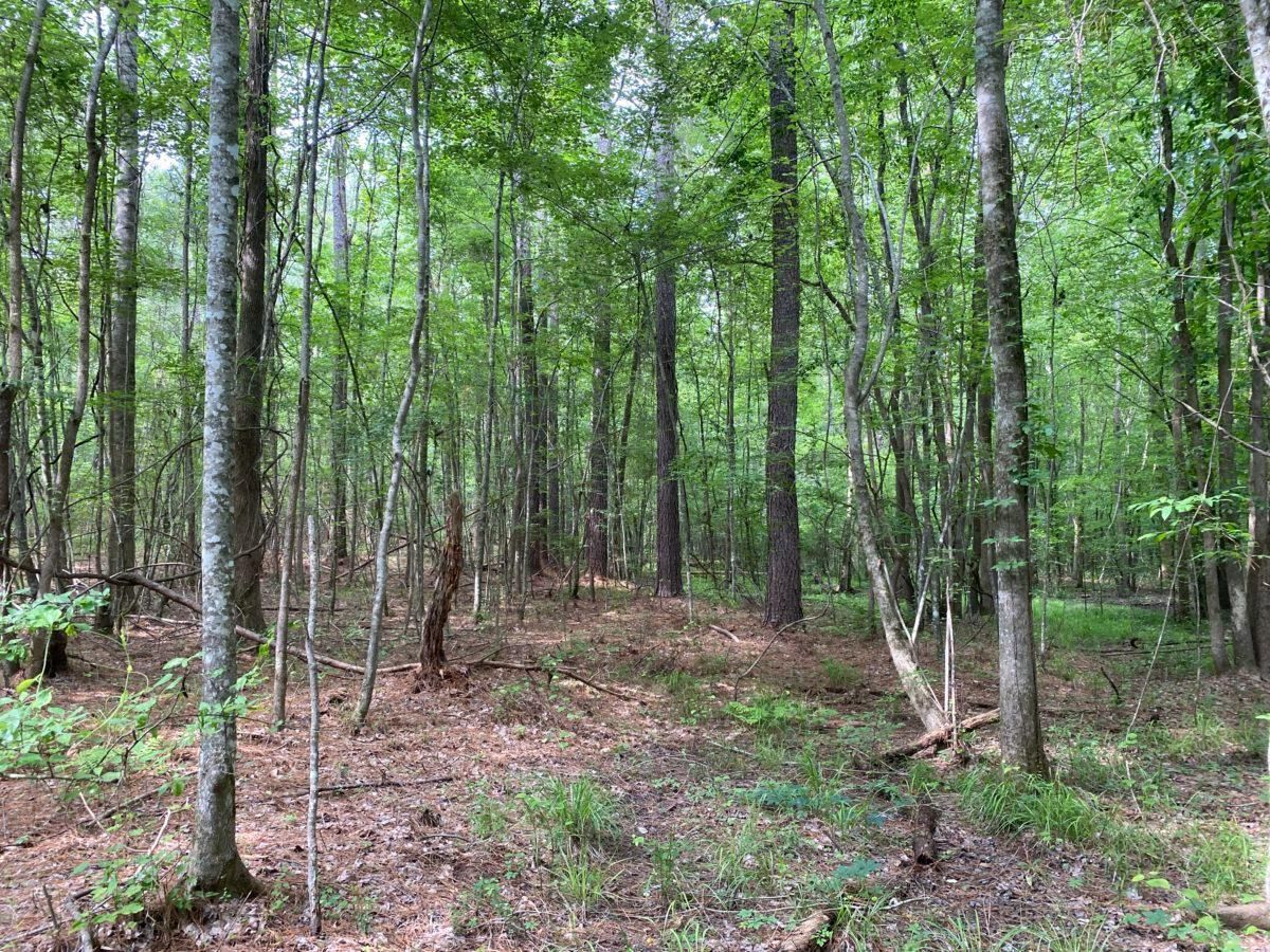 Kosciusko, Attala County, MS Recreational Property, Timberland Property