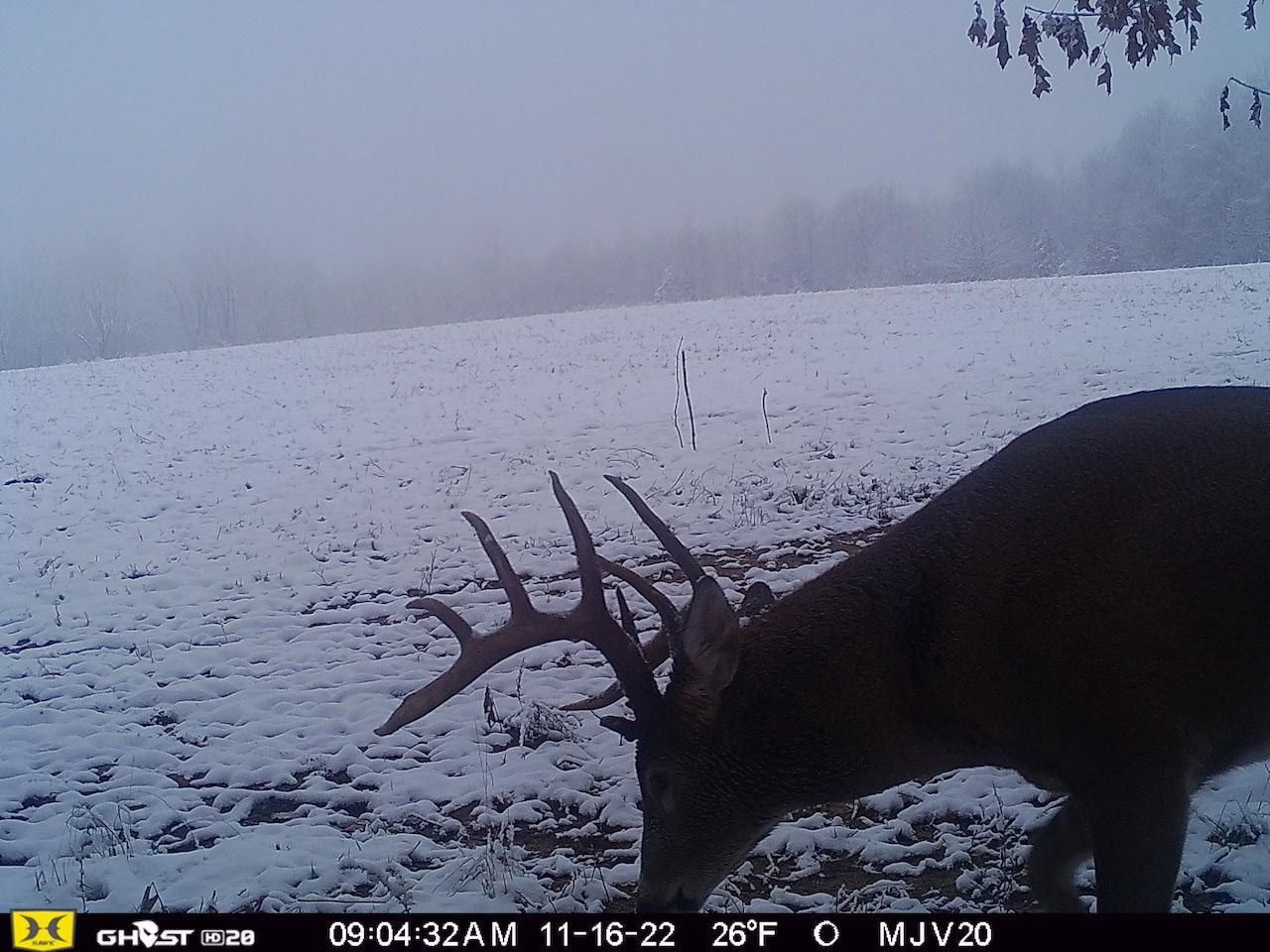 Grand Junction, Allegan County, MI Recreational Property, Timberland