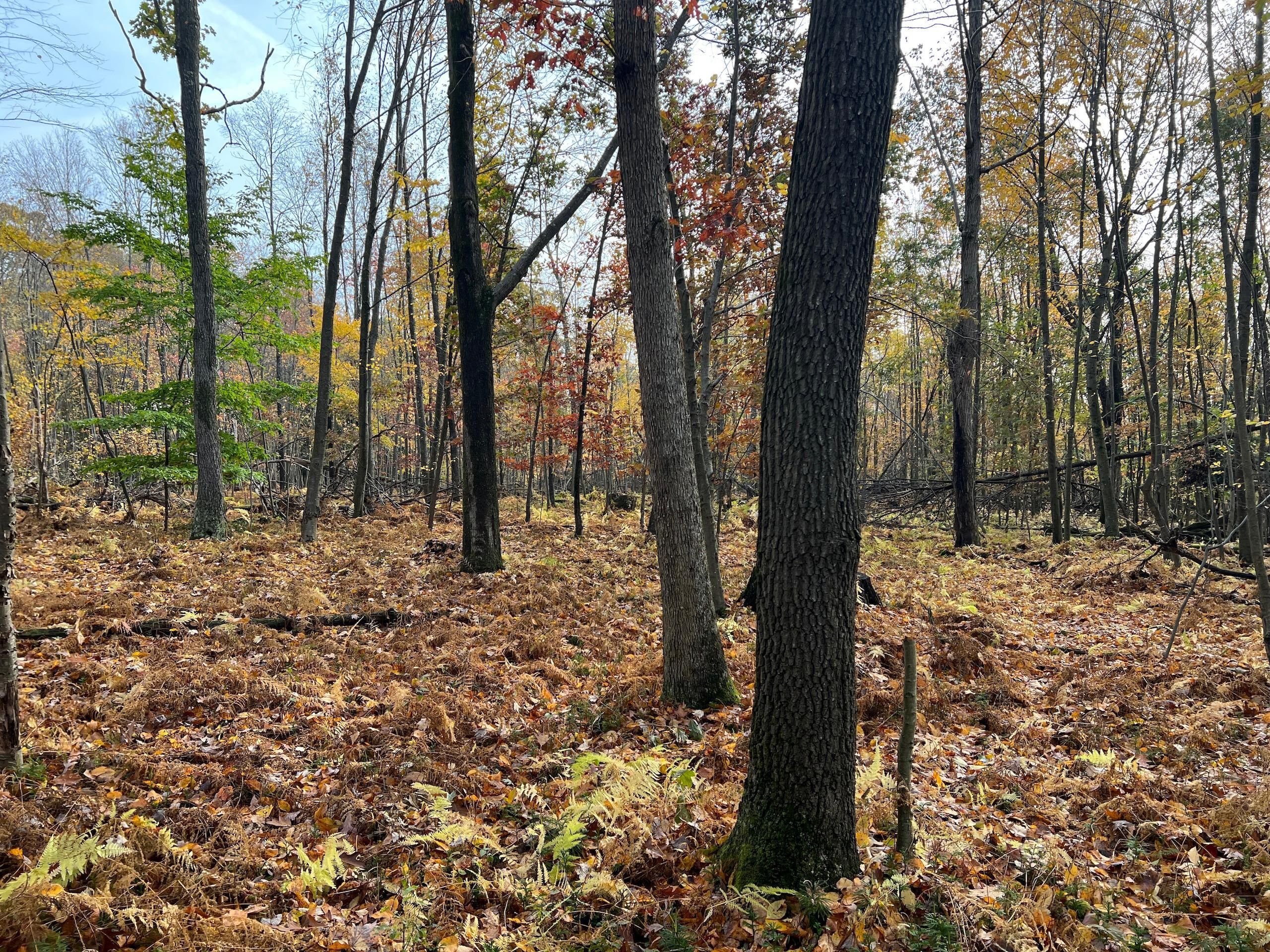 Kennerdell, Venango County, PA Recreational Property, Timberland Property, Hunting Property for
