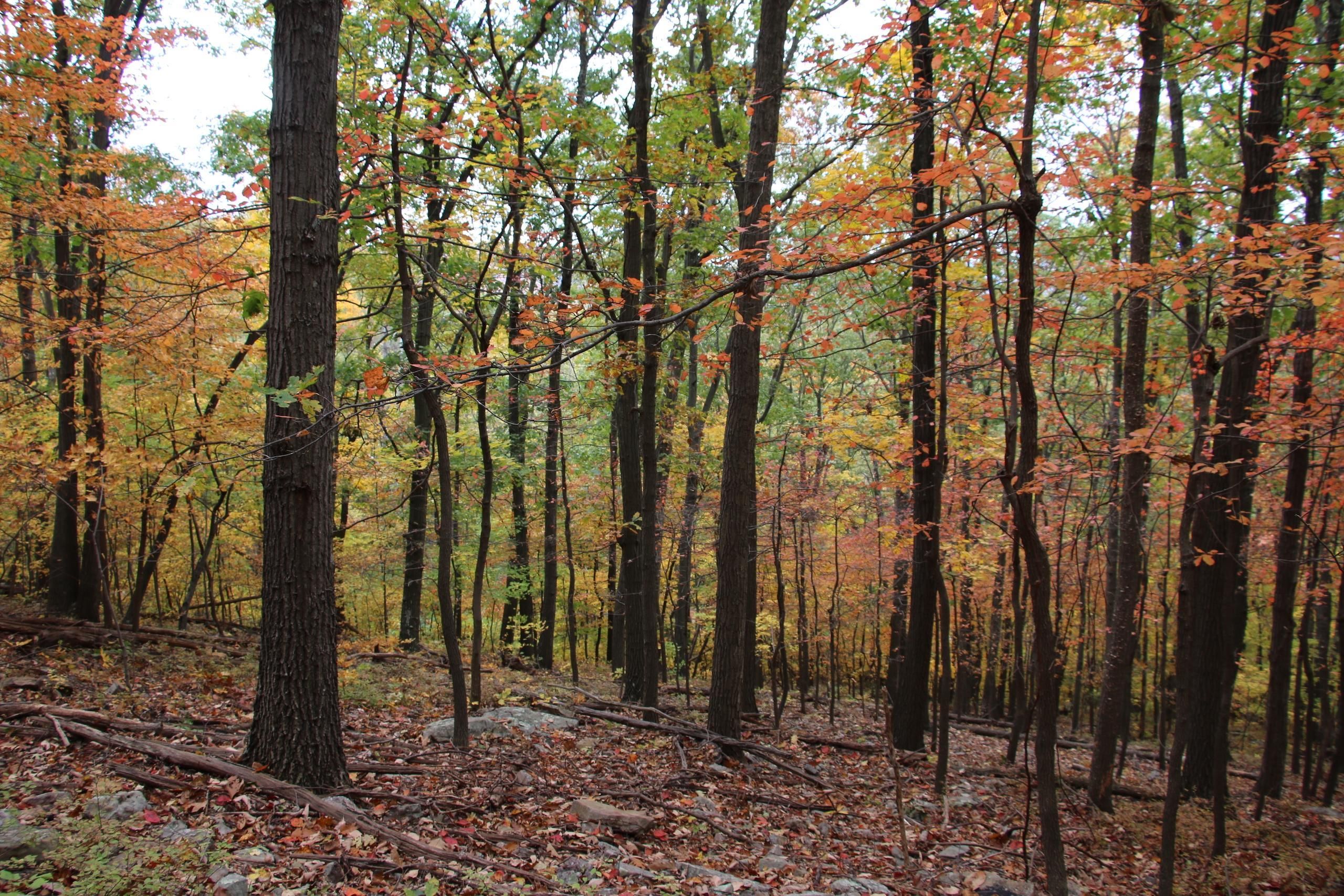 Gore, Frederick County, VA Recreational Property, Timberland Property