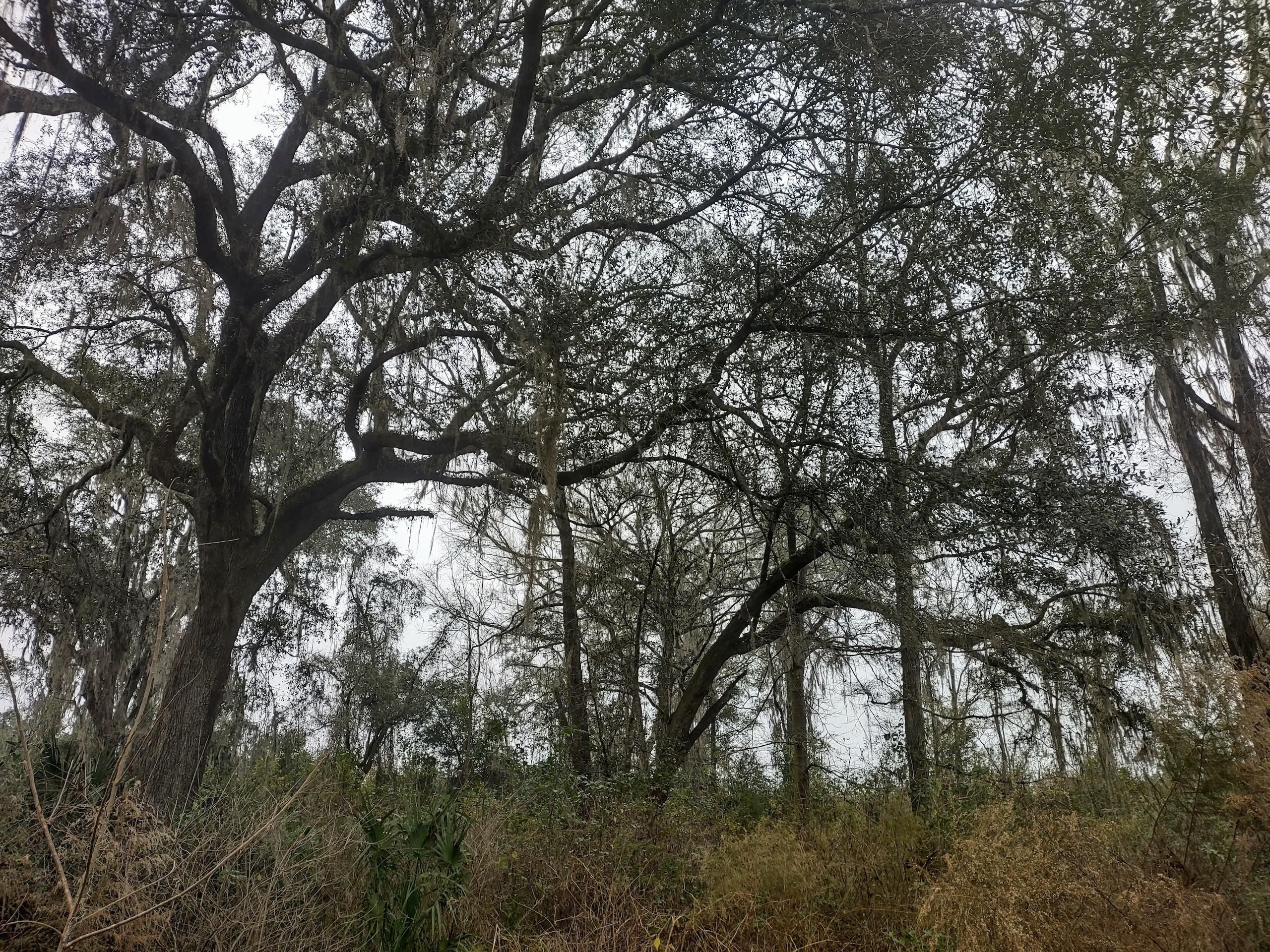 Bellville, Hamilton County, FL Recreational Property, Timberland Property, Hunting Property for