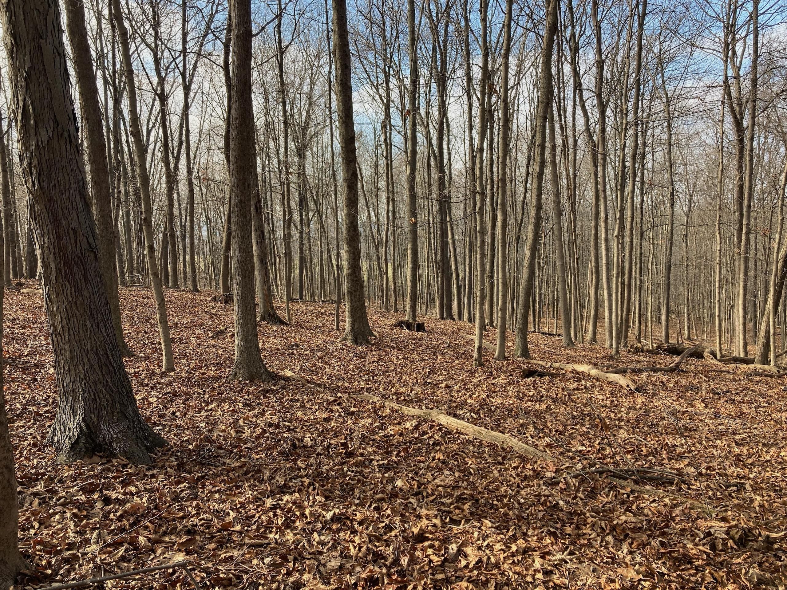 Frazeysburg, Licking County, OH Recreational Property, Timberland