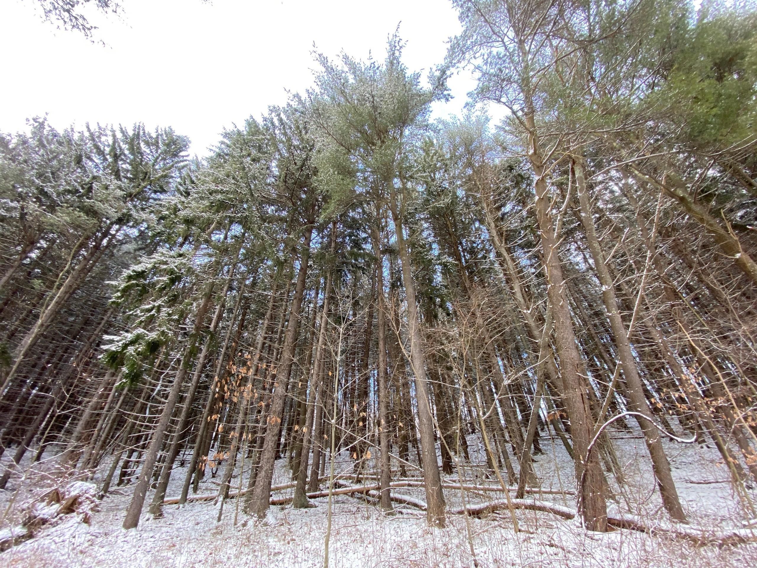 Indiana, Indiana County, PA Recreational Property, Timberland Property