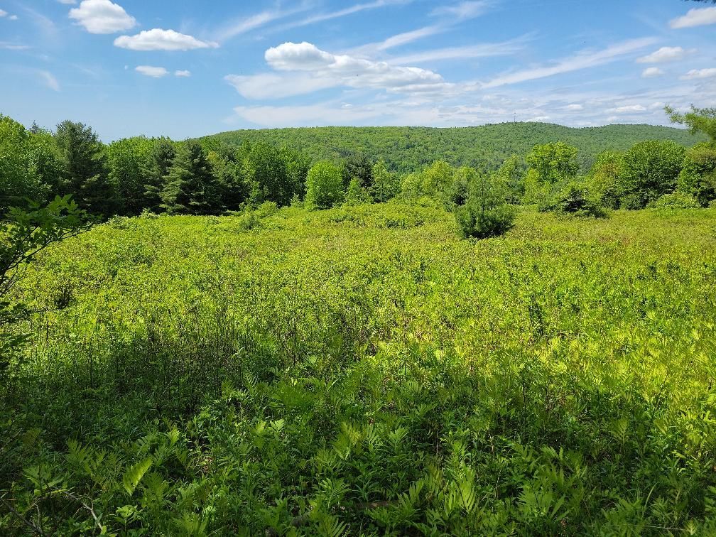 Windsor, Broome County, NY Recreational Property, Timberland Property
