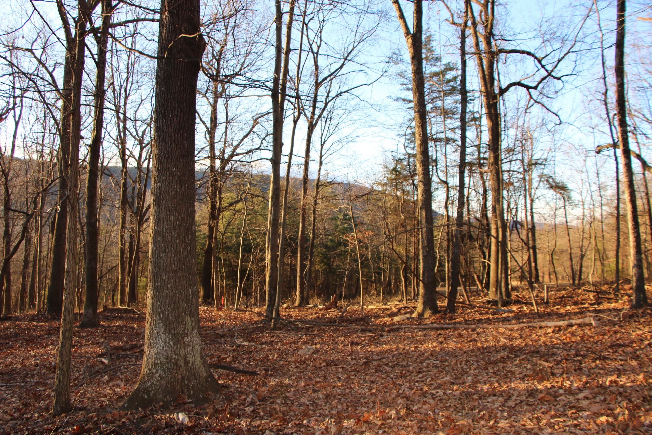Star Tannery, Frederick County, VA Recreational Property, Timberland