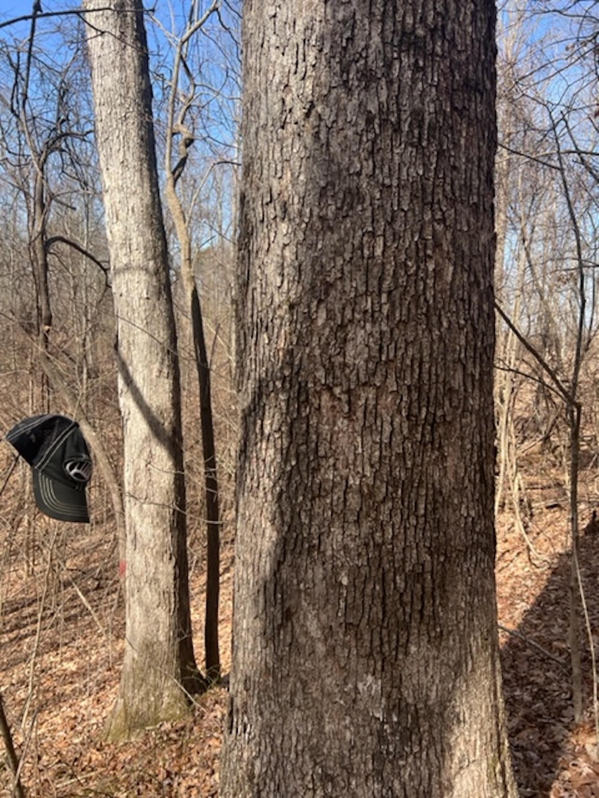 Monterey, Putnam County, TN Recreational Property, Timberland Property