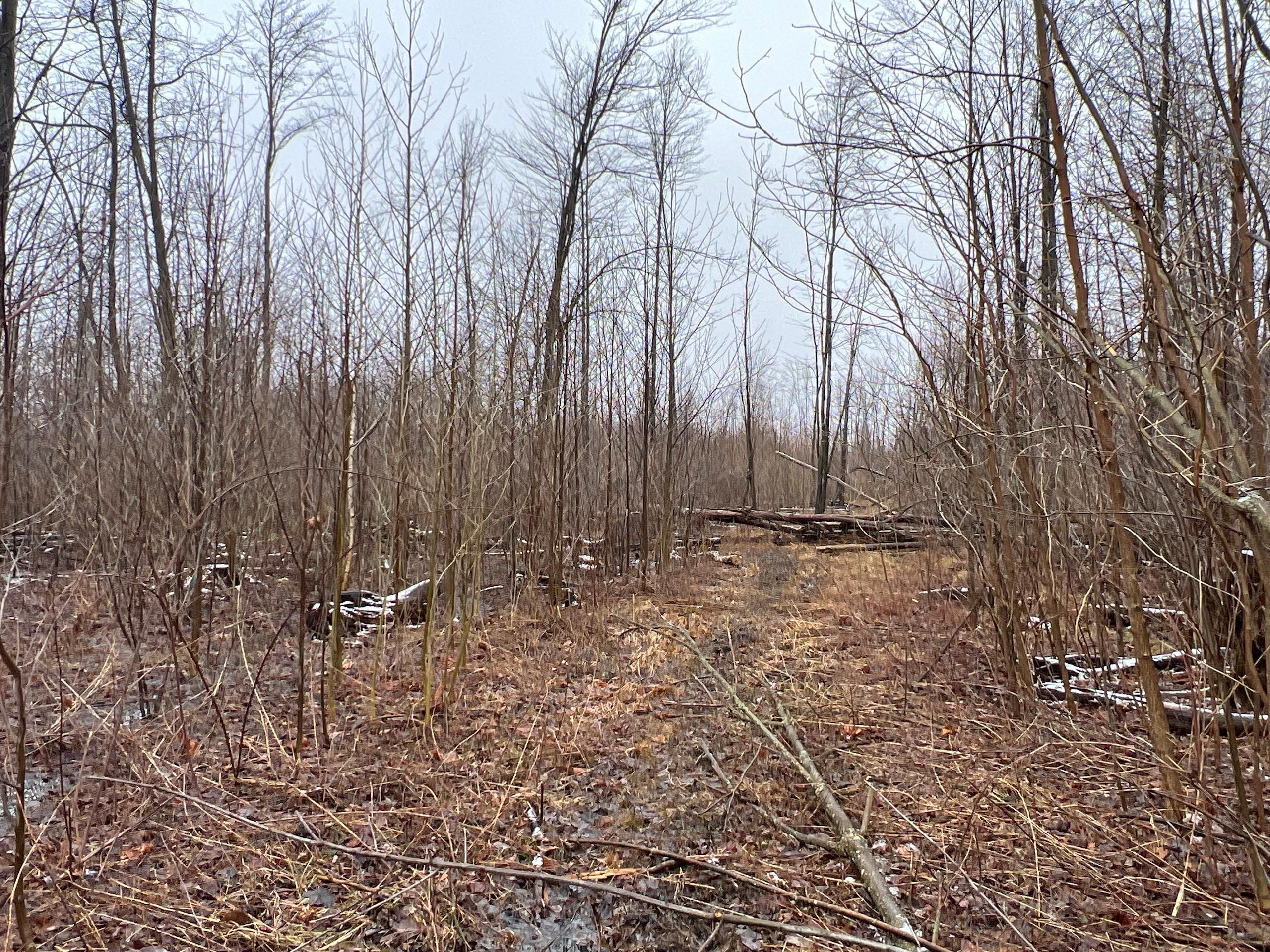 Kingsville, Ashtabula County, OH Recreational Property, Timberland