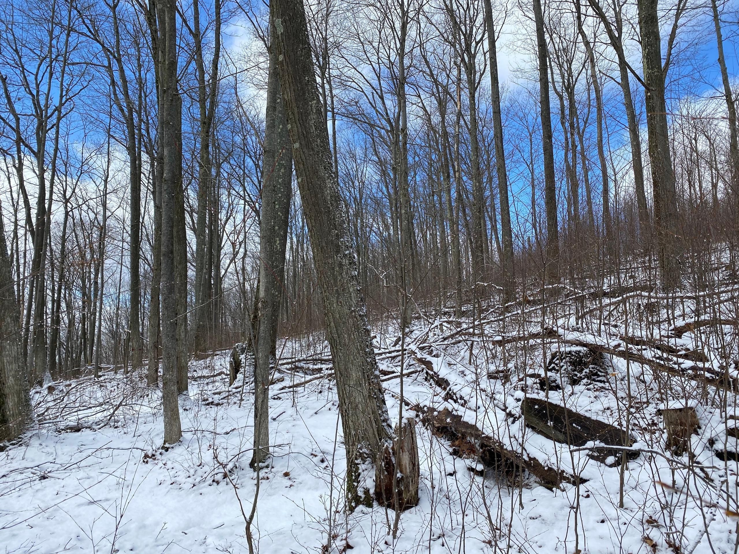 Eldred, McKean County, PA Recreational Property, Timberland Property
