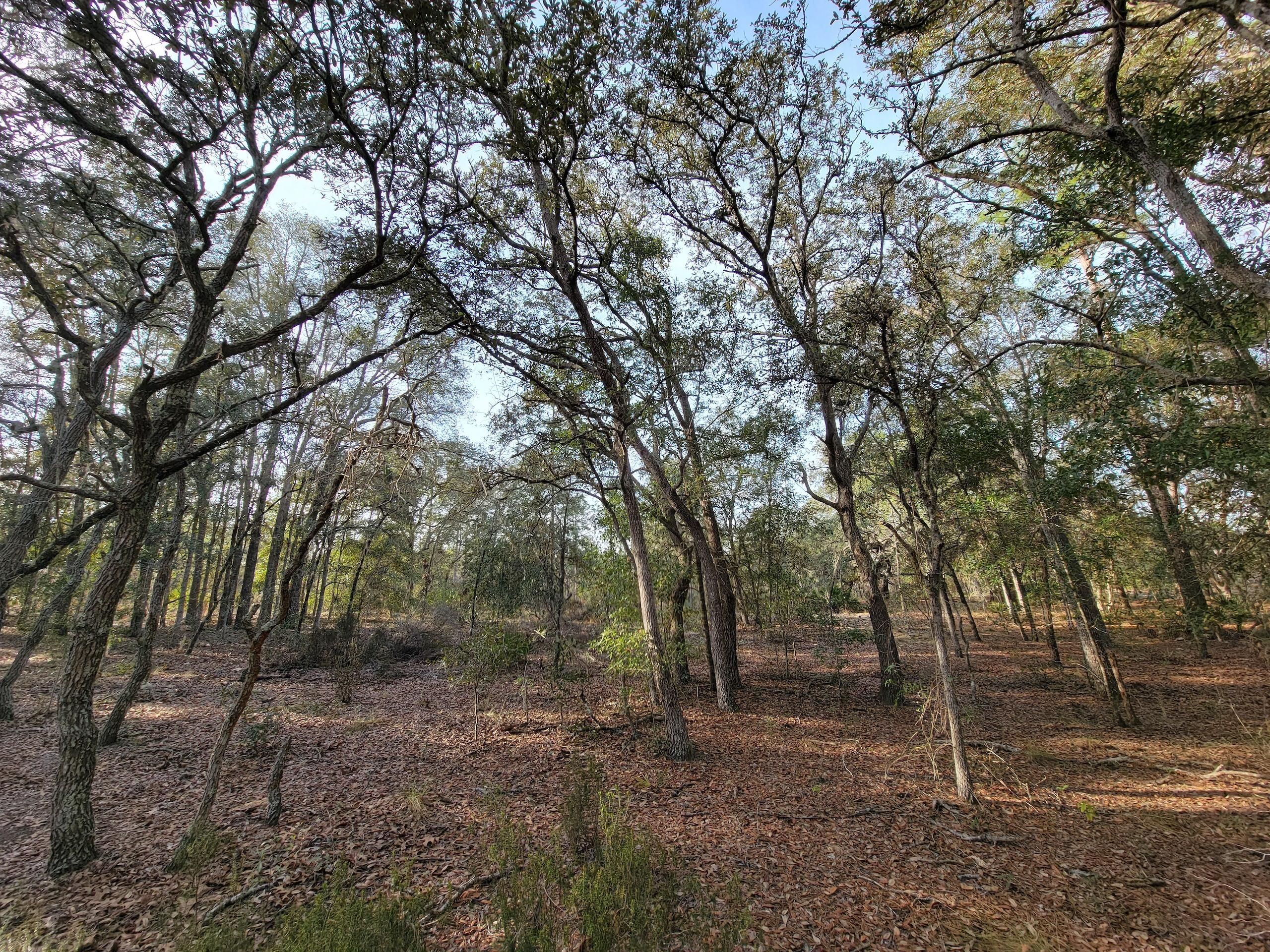 Bronson, Levy County, FL Recreational Property, Timberland Property