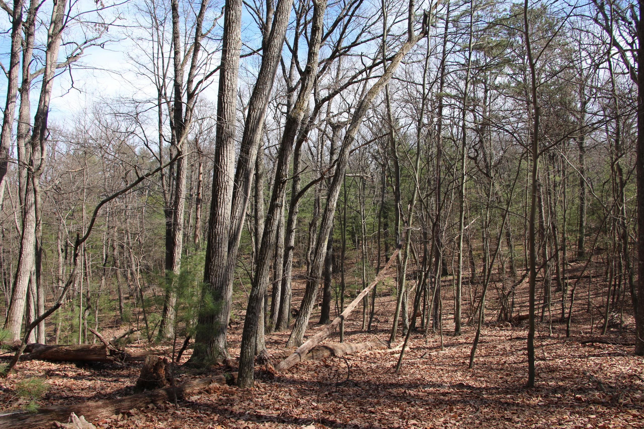 Mount Jackson, Shenandoah County, VA Recreational Property, Timberland