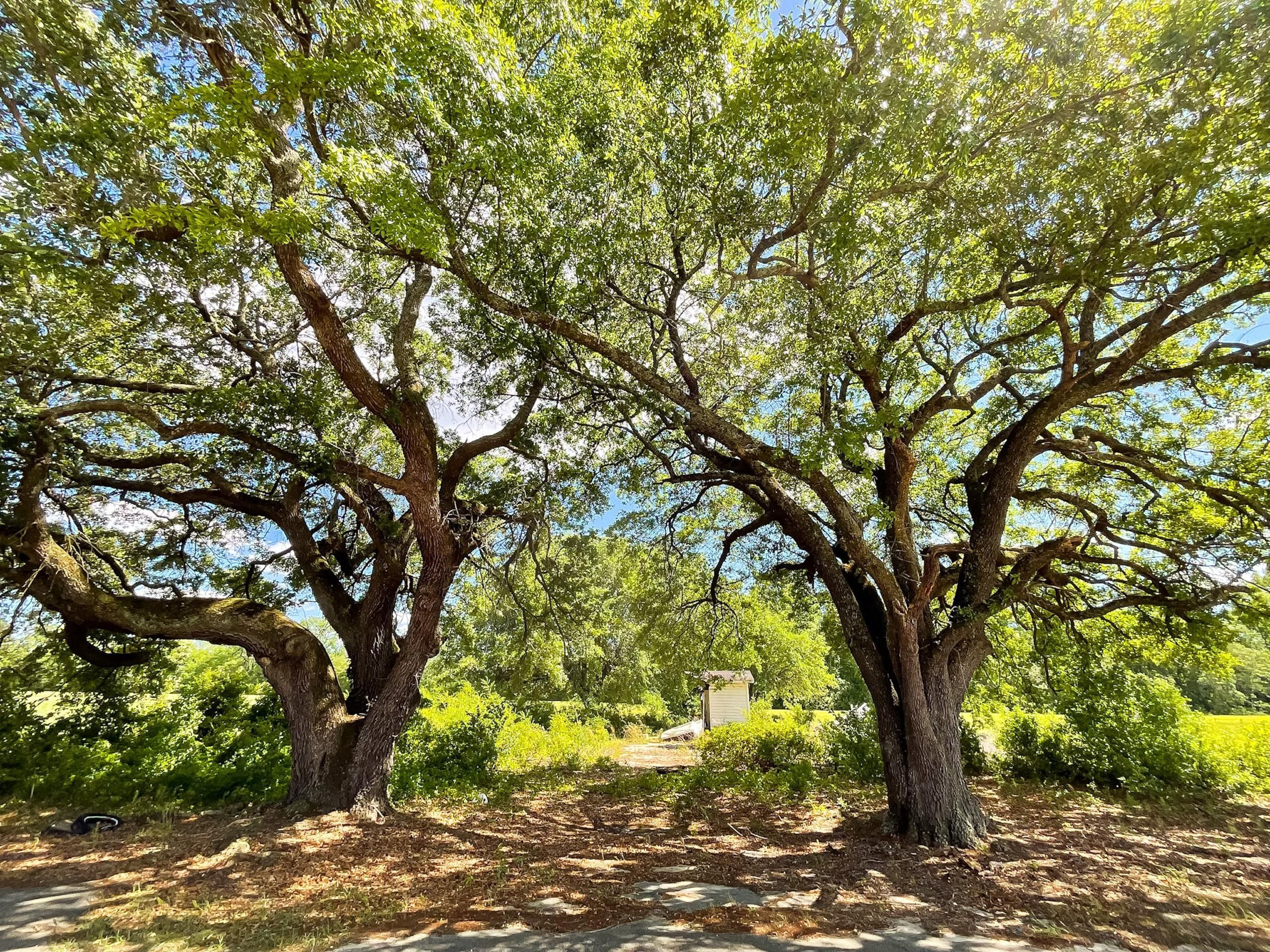 Marion, Marion County, SC Recreational Property, Hunting Property, Homesites for sale Property