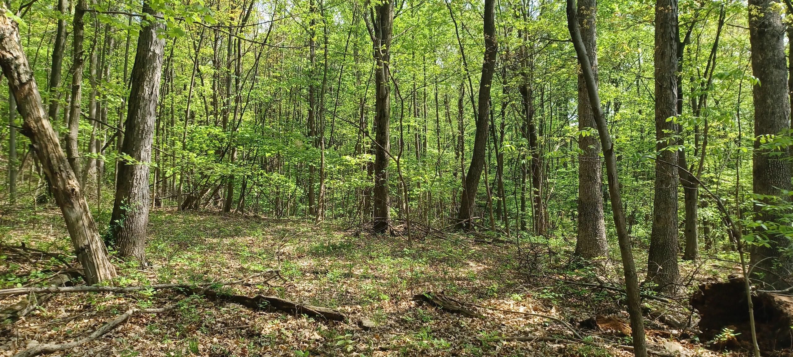 Altoona, Blair County, PA Recreational Property, Timberland Property