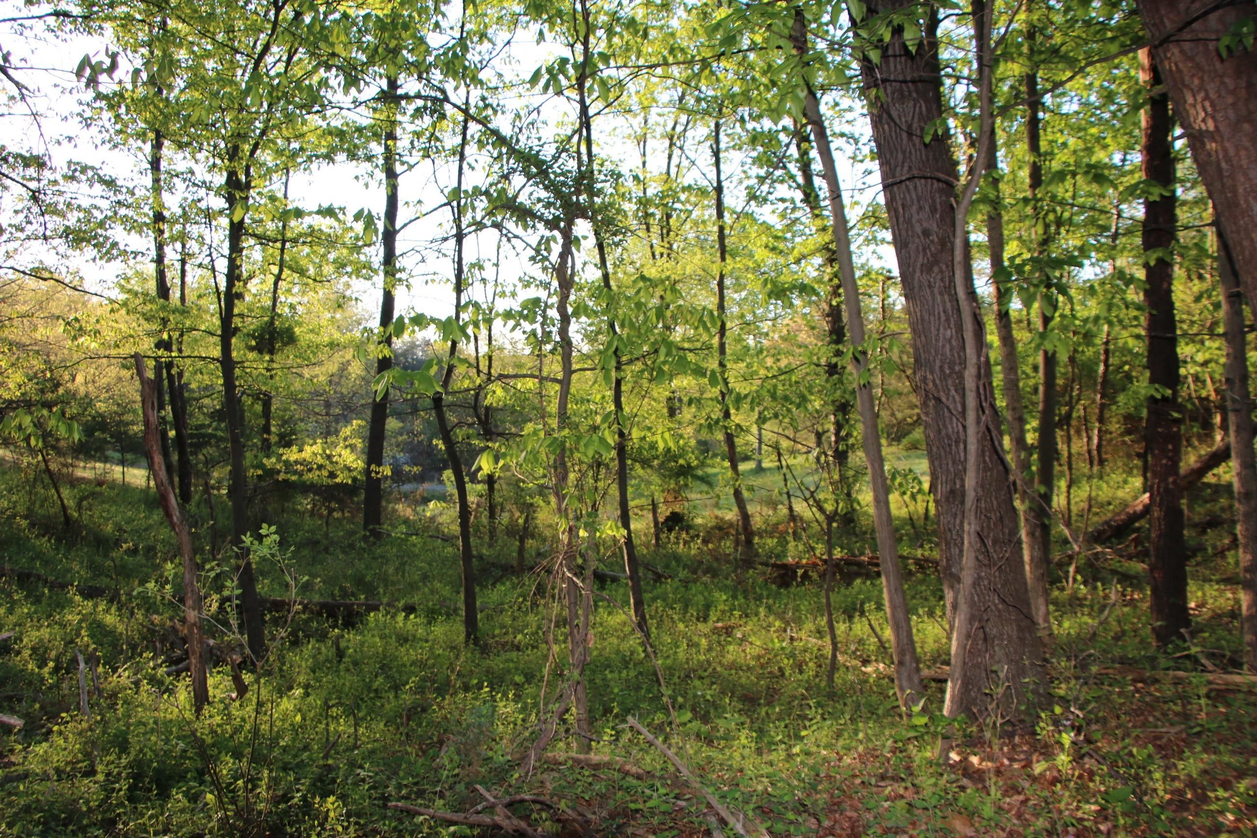 Winchester, Frederick County, VA Recreational Property, Timberland