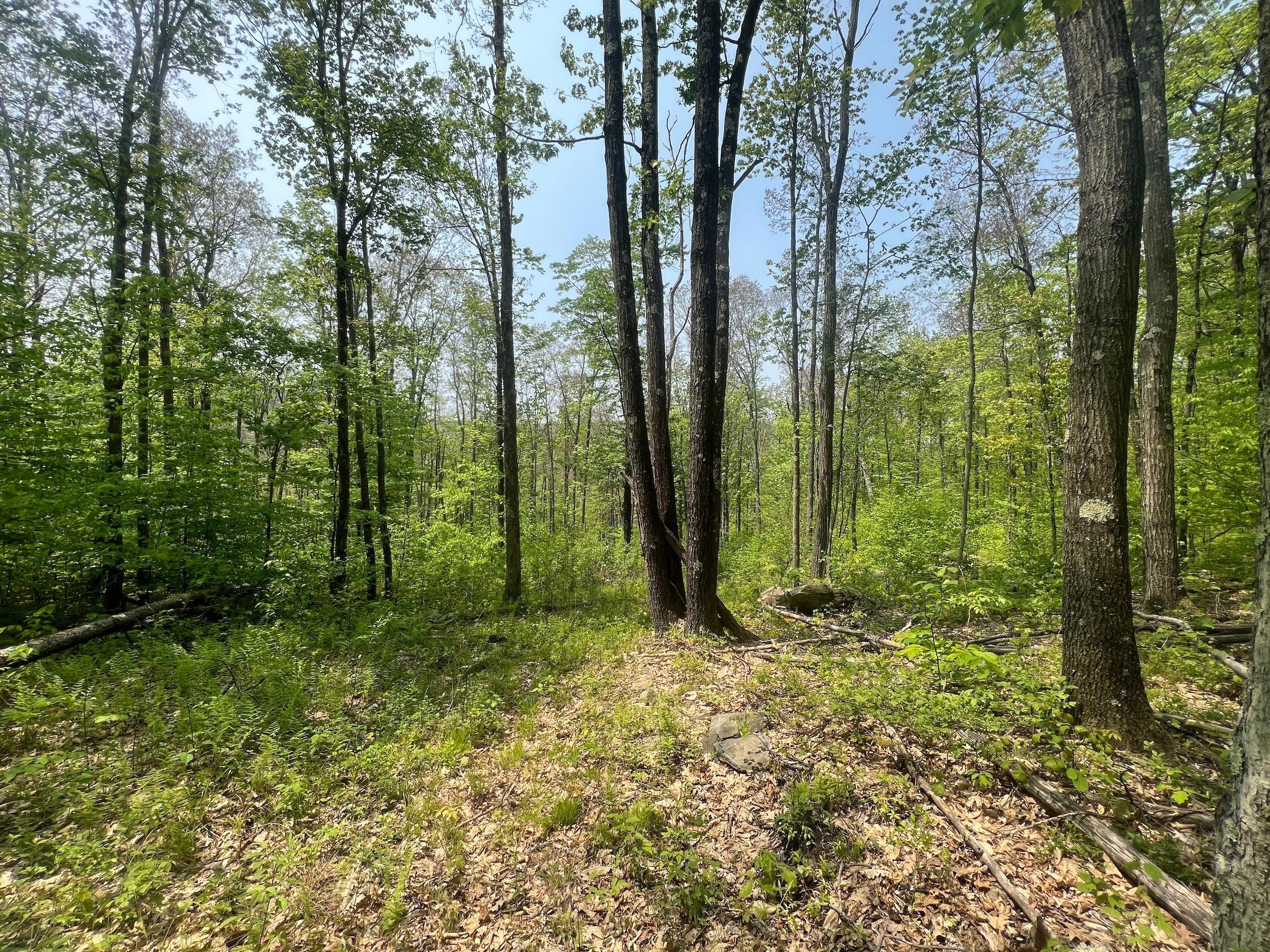 Susquehanna, Susquehanna County, PA Recreational Property, Timberland