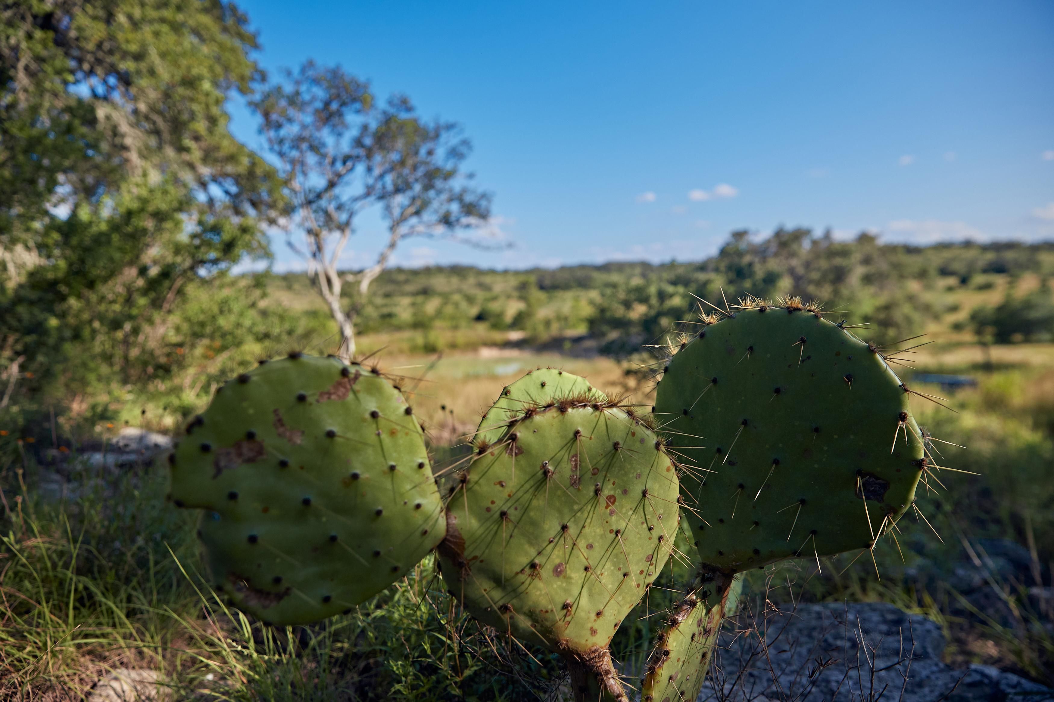 Fischer, Comal County, TX Farms and Ranches, Recreational Property