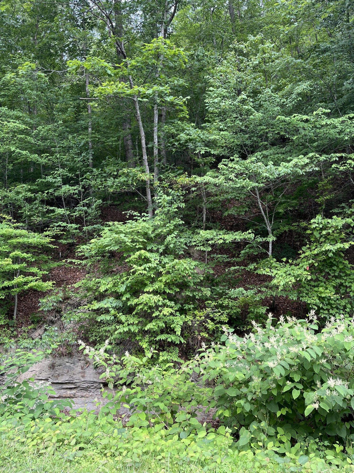 Morehead, Rowan County, KY Undeveloped Land, Homesites for sale