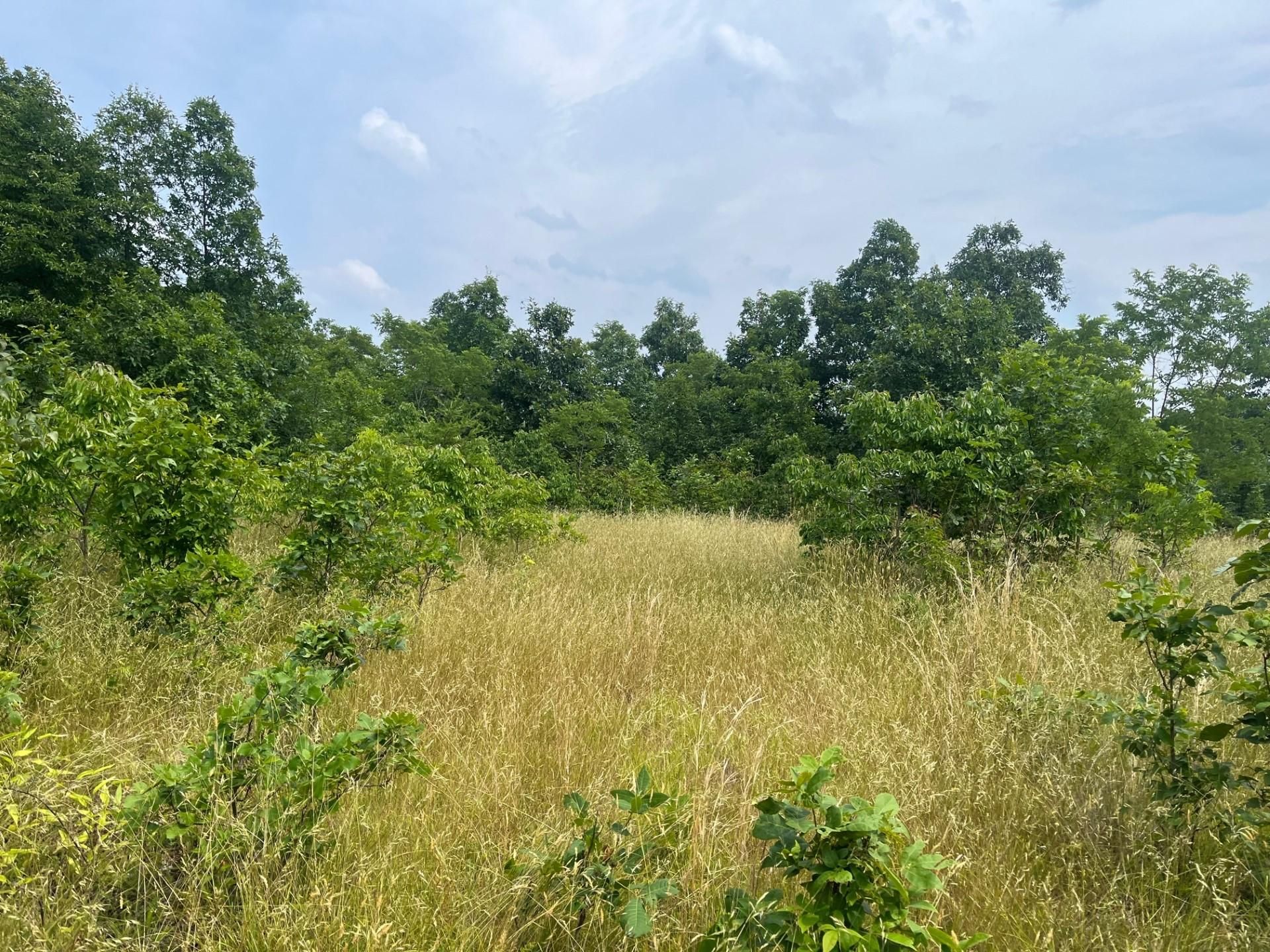 Springfield, Hampshire County, WV Recreational Property, Undeveloped