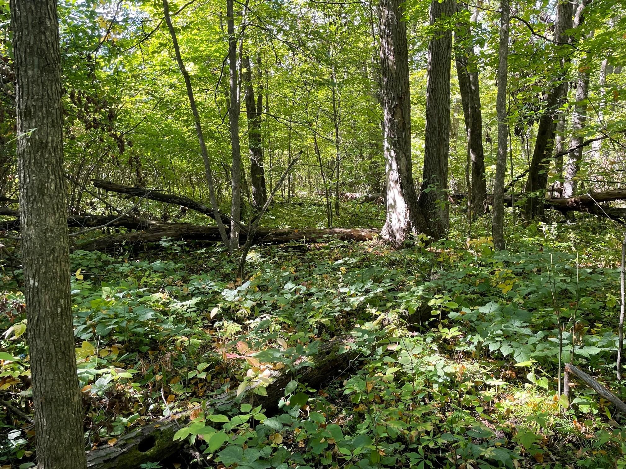 34692 604th Avenue, Litchfield, MN 55355 MLS 6264556 LandWatch